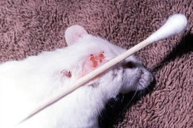 <i >Myobia musculi</i> lesions, mouse