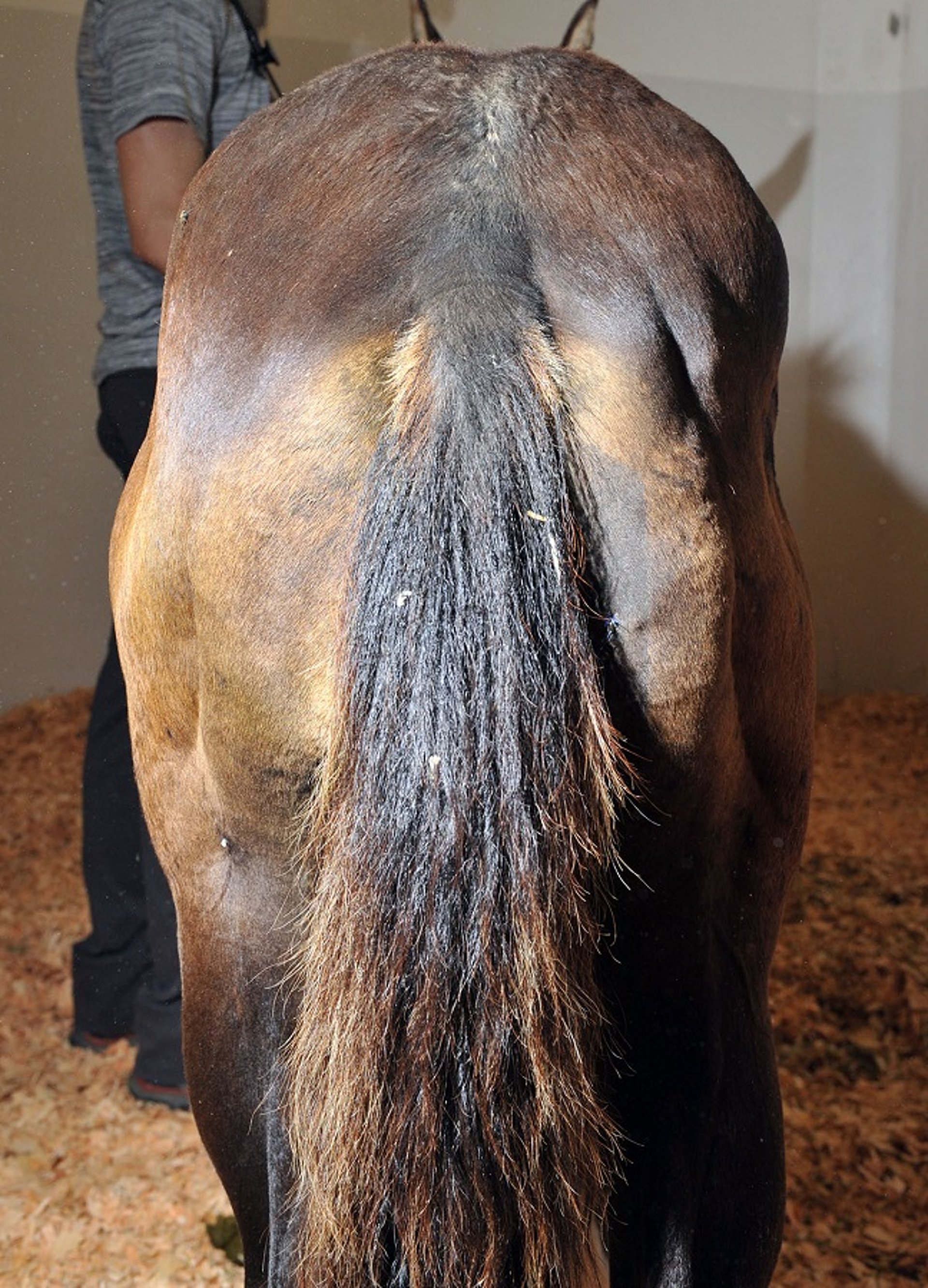 Miotonía, caballo