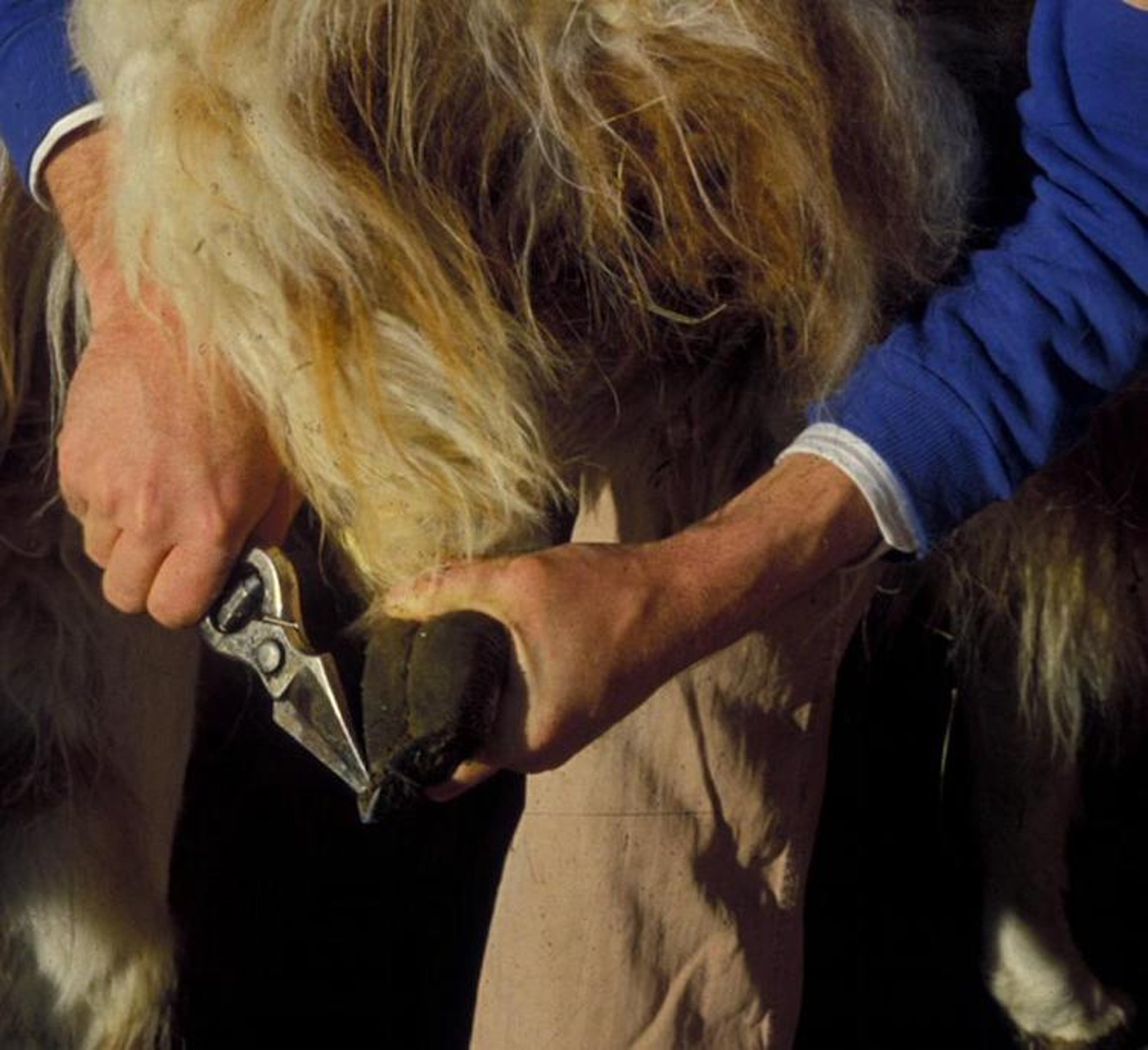Nail trimming, llama