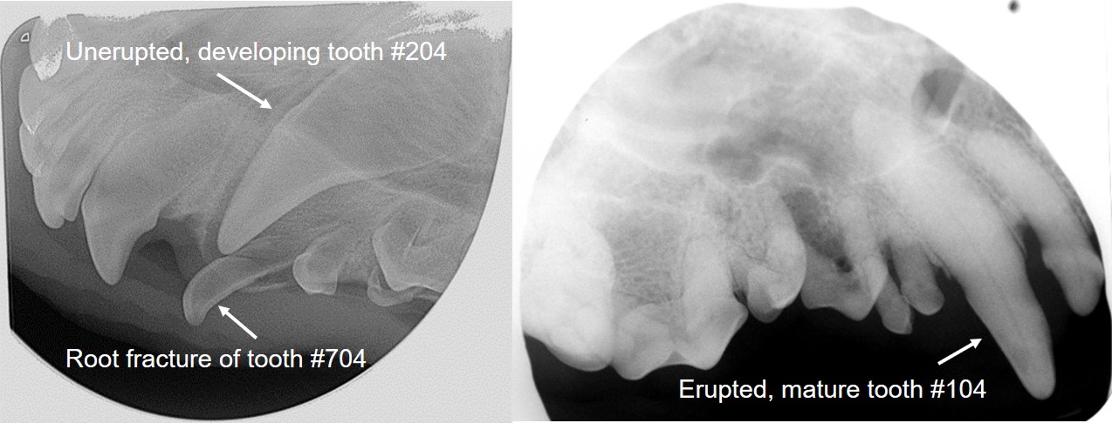Tooth maturation, dog