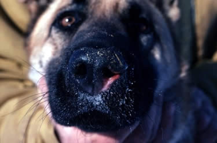 Nasal aspergillosis, gross lesions, dog