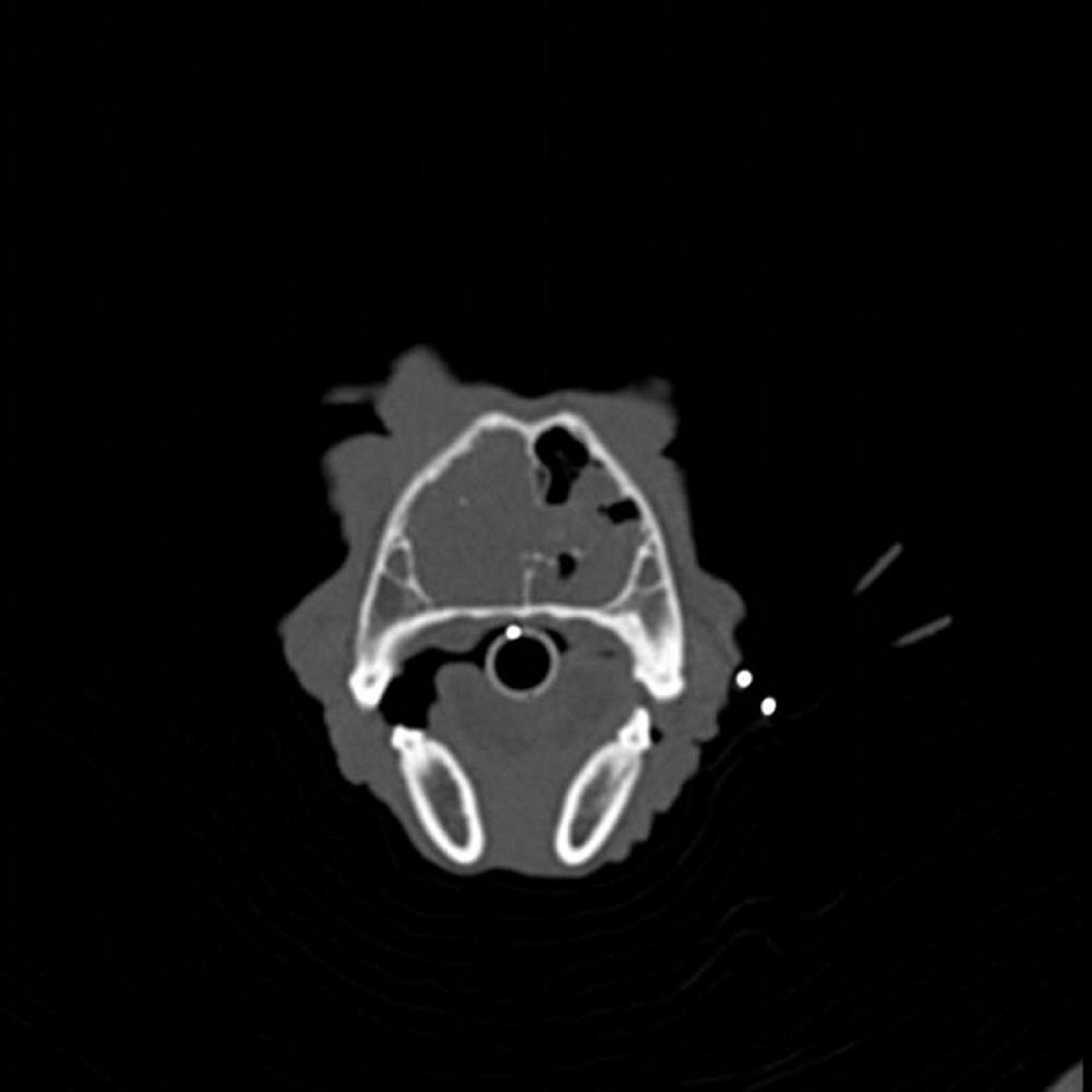 Nasal chondrosarcoma, CT, dog