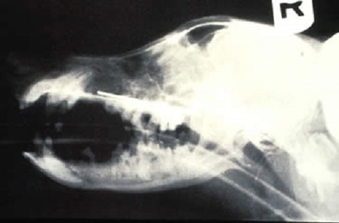 Nasal foreign body, radiograph, dog
