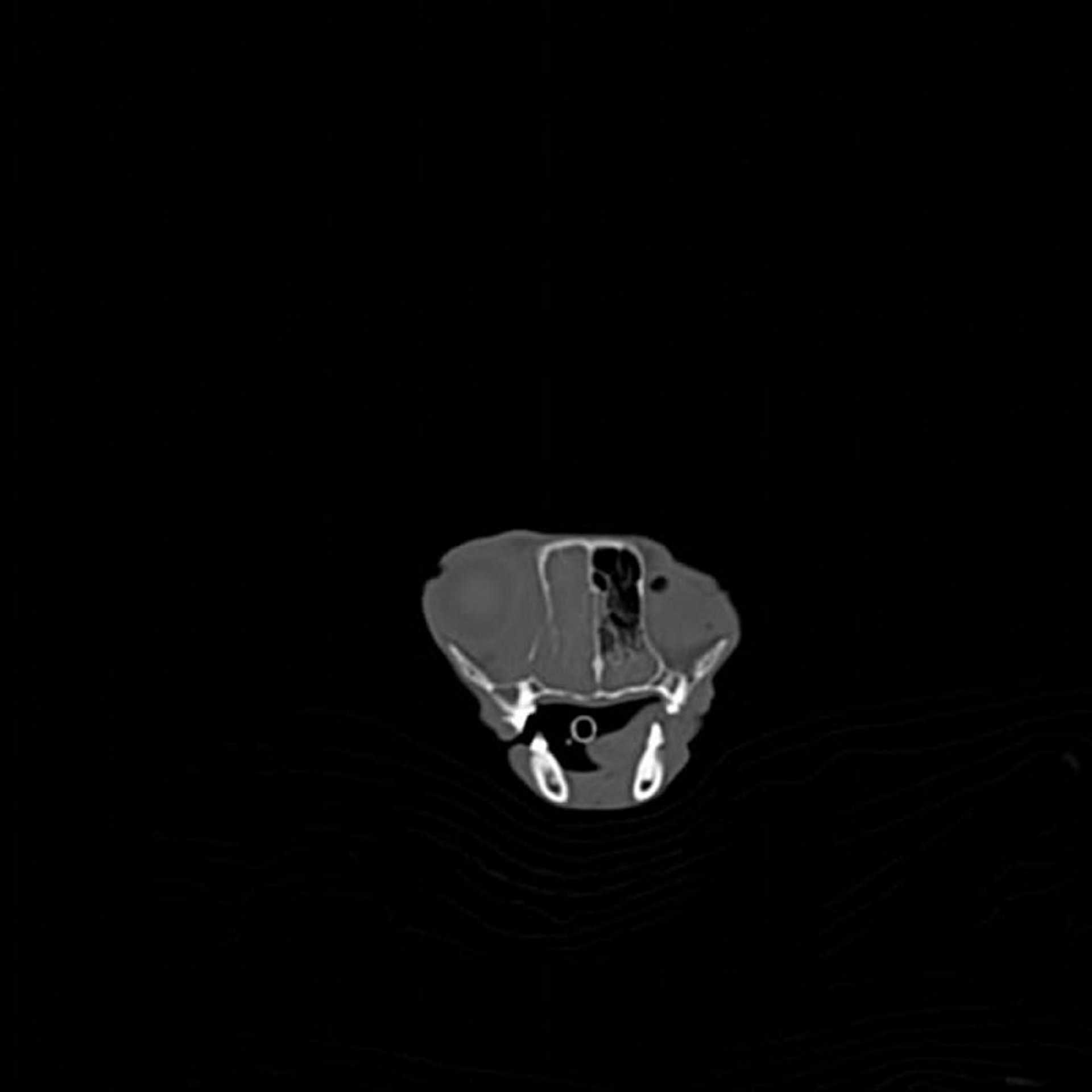 Nasal lymphoma, CT, cat