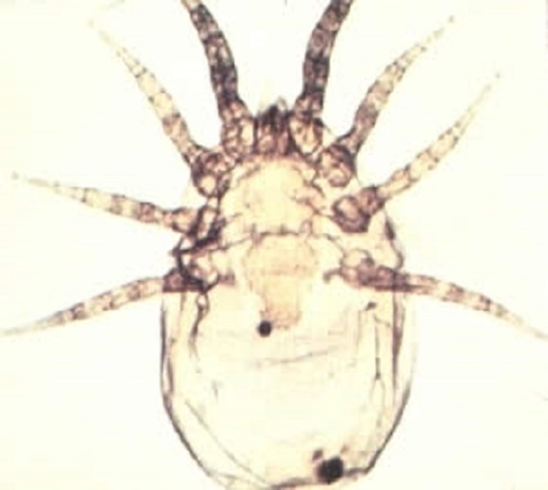 Pneumonyssus caninum (nasal mite)