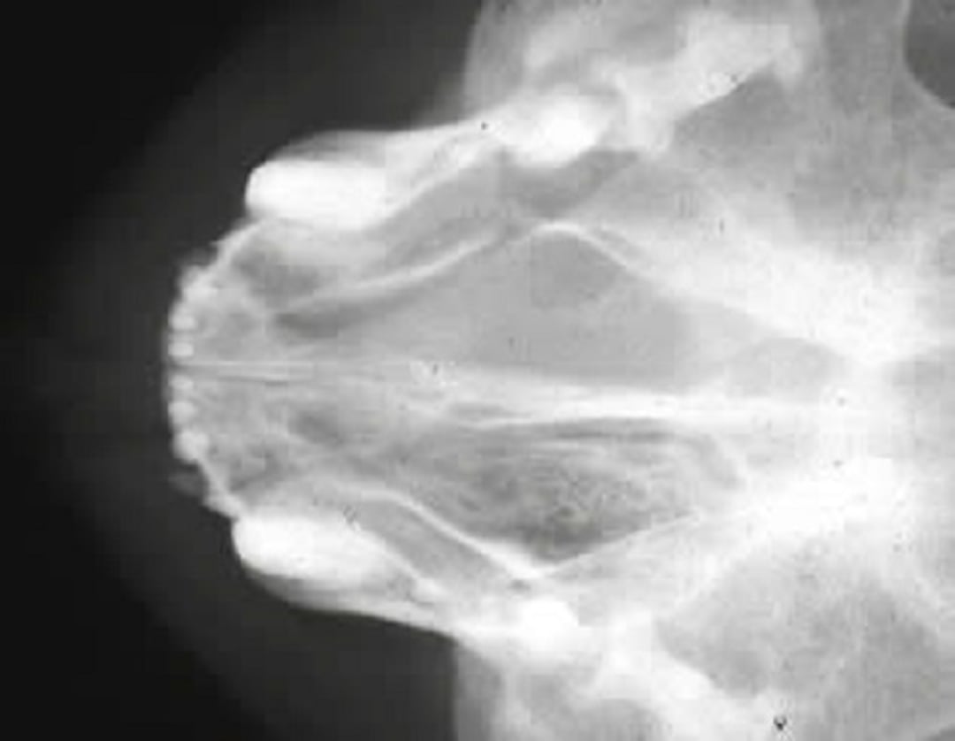 Nasal tumor, radiograph, cat