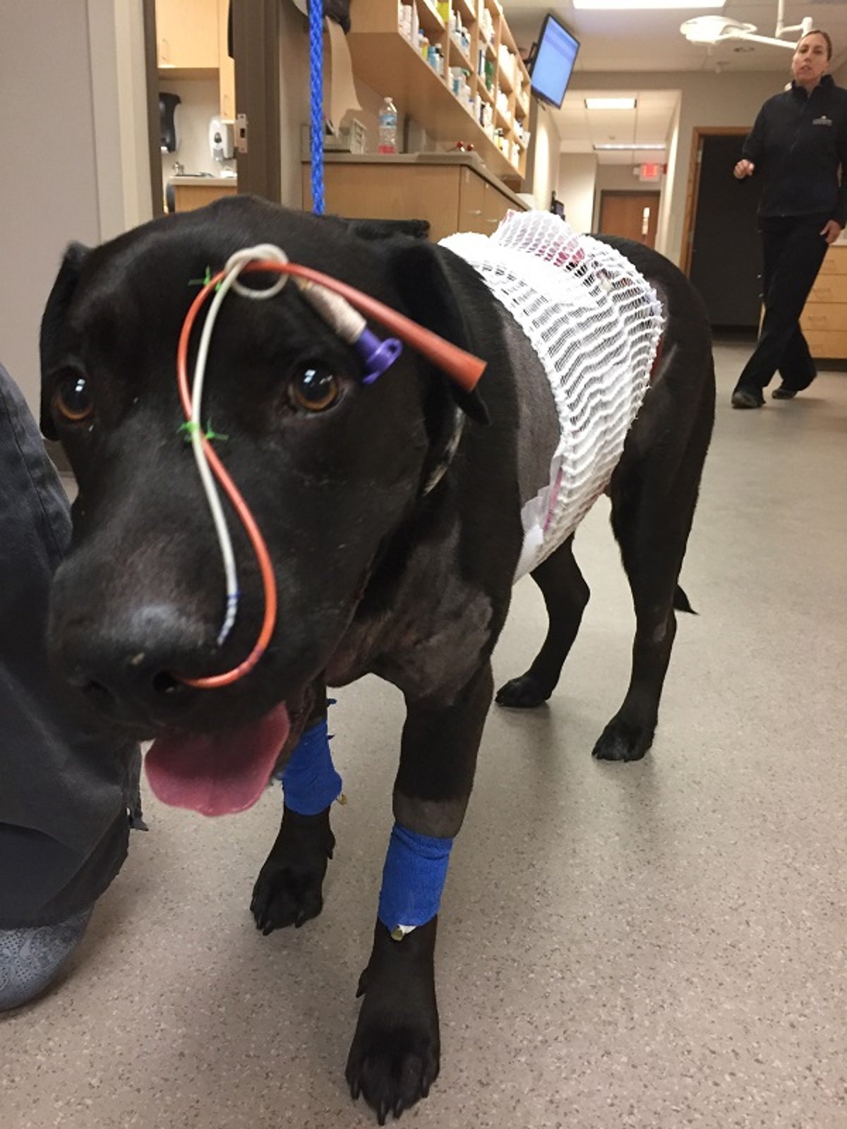 Nasogastric tube and nasal oxygen line, dog