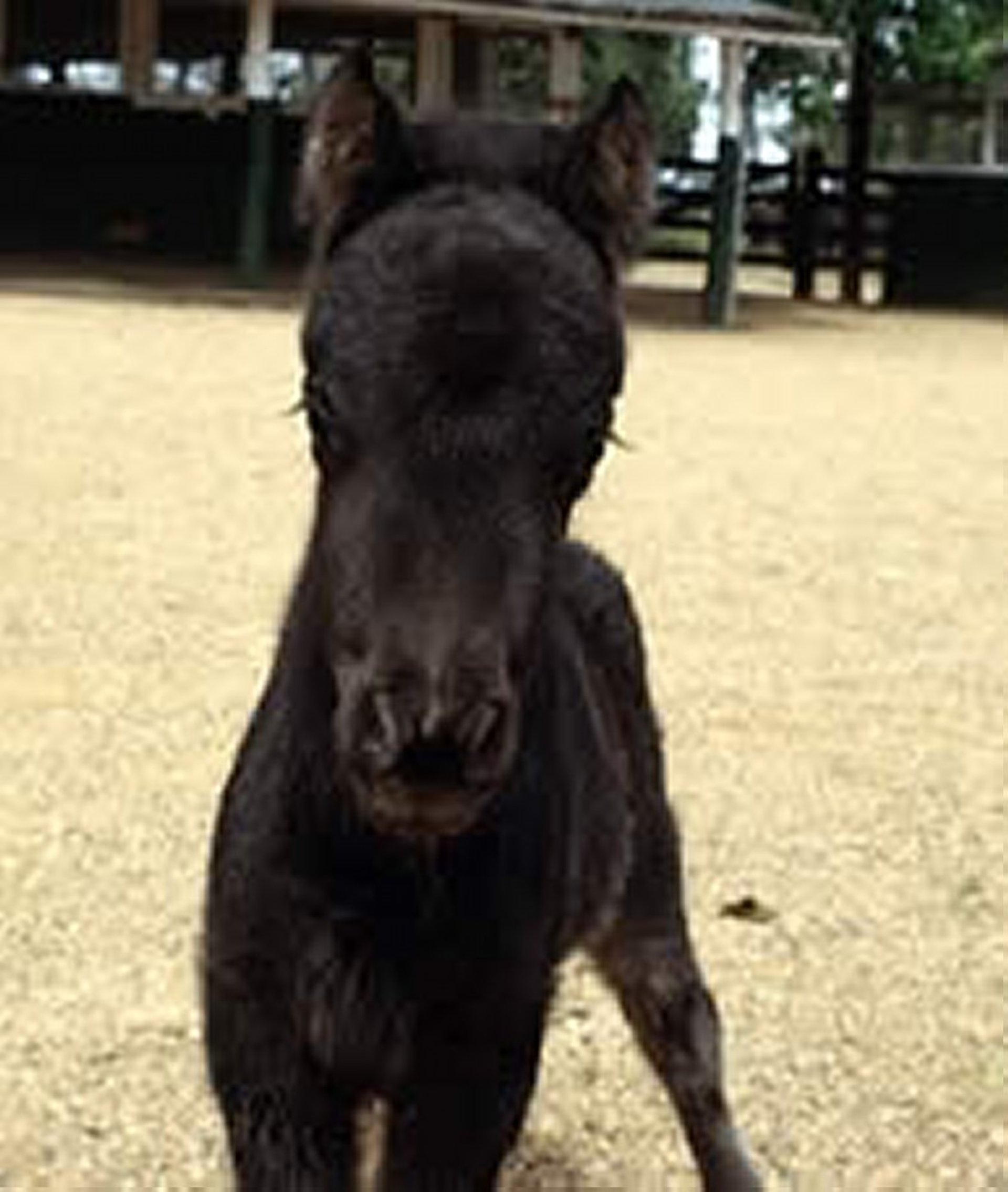 Hydrocephalus, foal