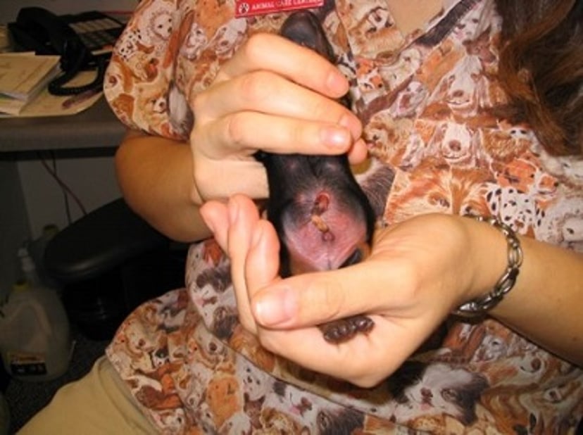 Normal umbilicus immediately after ligation, puppy