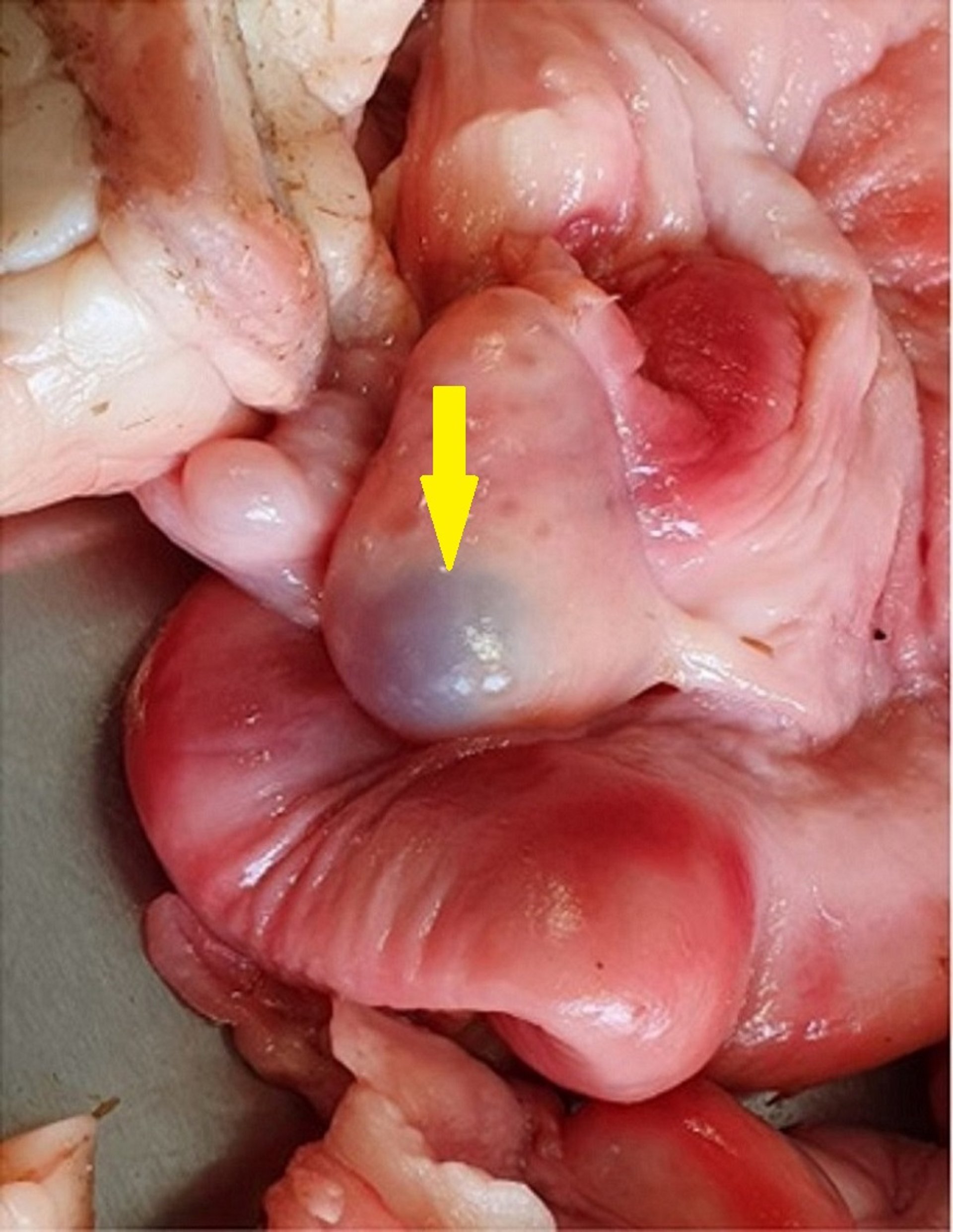 Normal ovarian follicle, cow