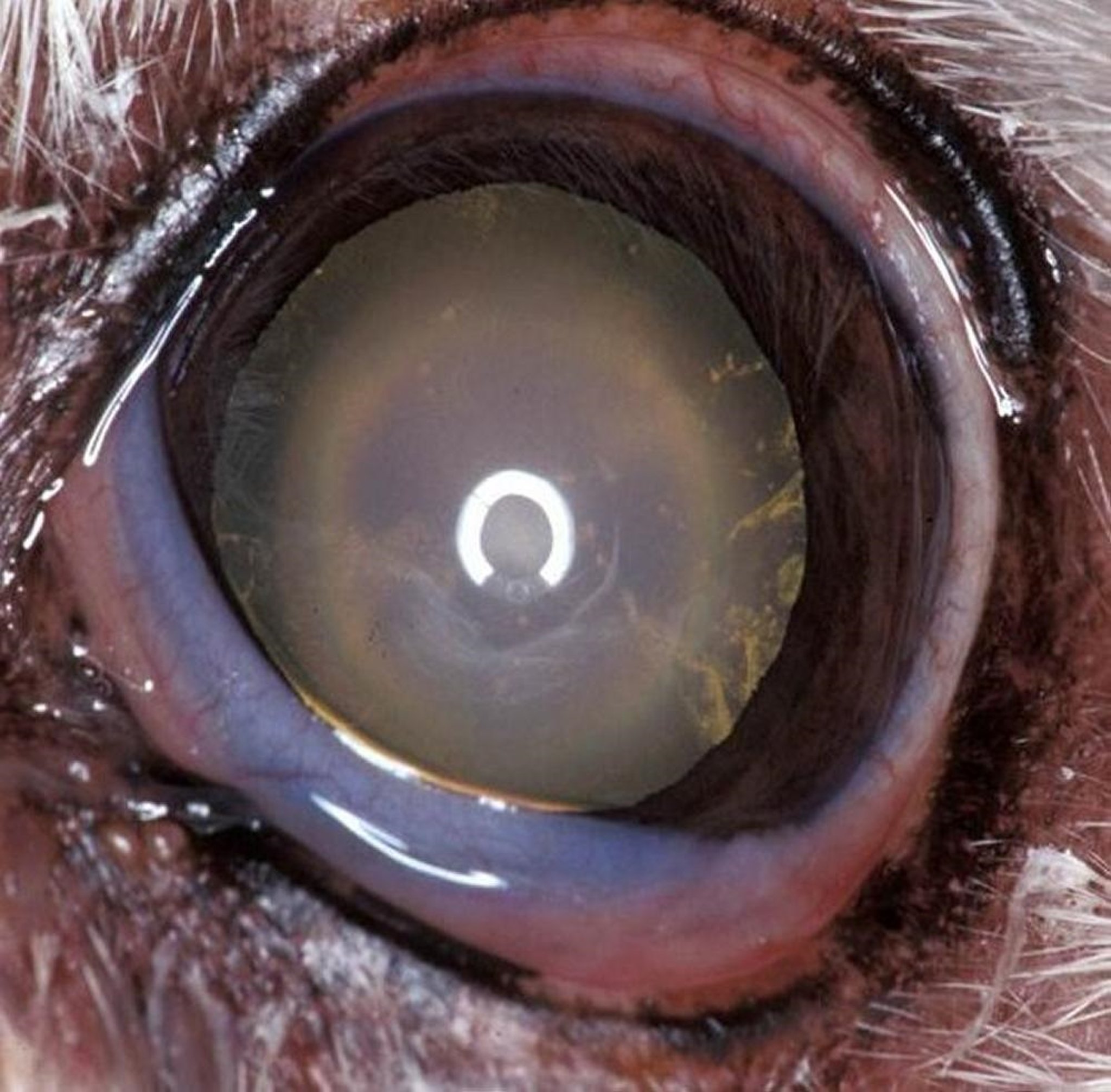Nuclear sclerosis and early cataract formation, dog