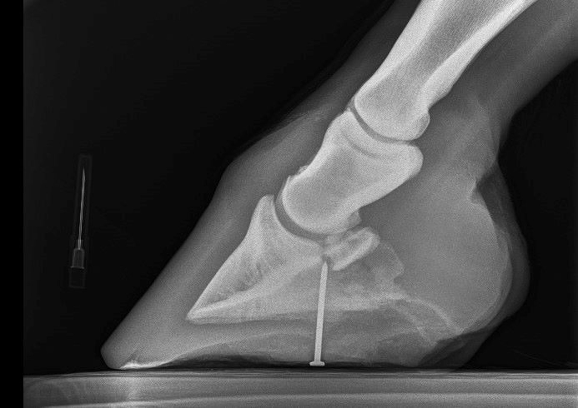 Nail in foot, radiograph, horse