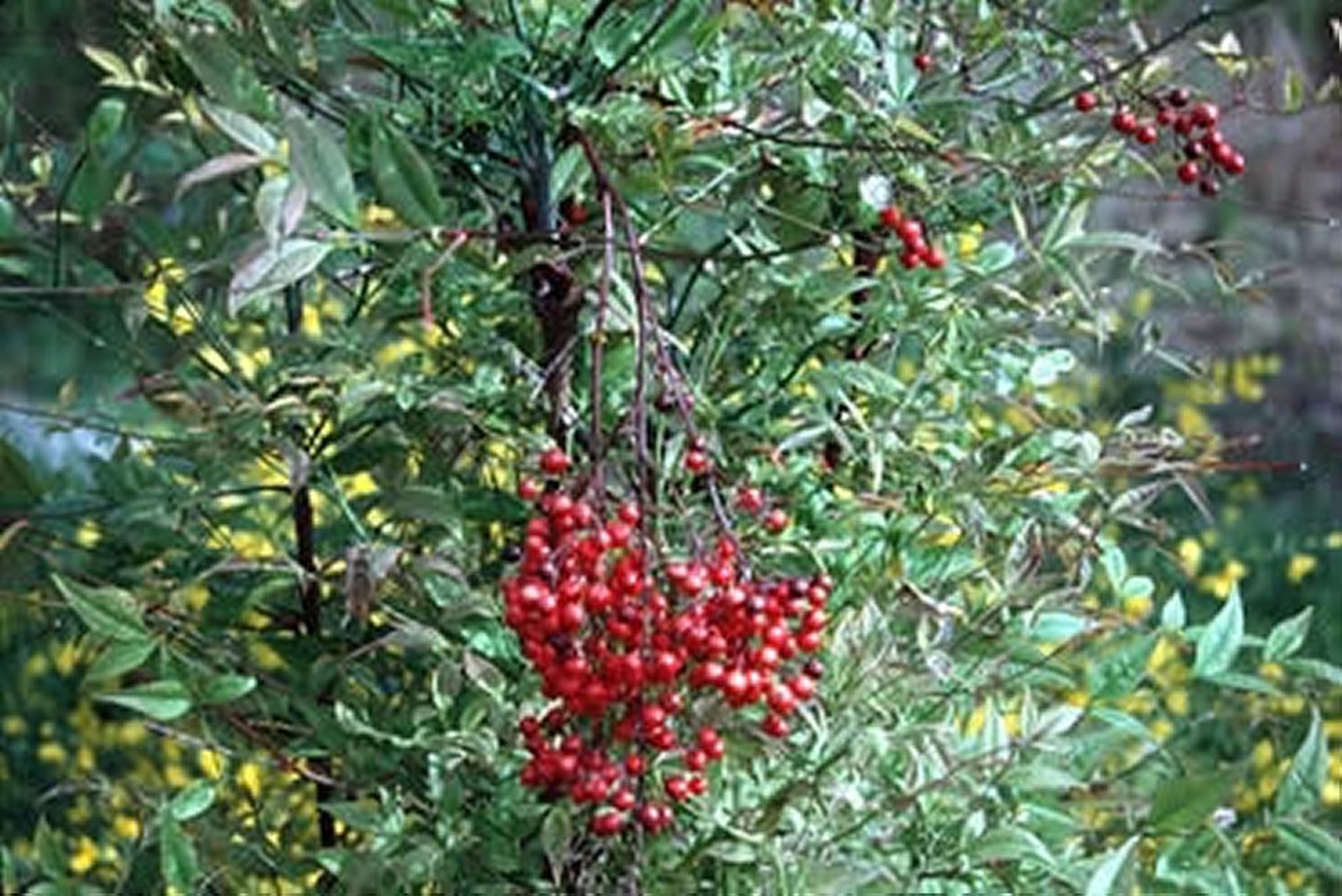 <i >Nandina domestica</i> (Nandina, Heavenly Bamboo, Chinese Sacred Bamboo)