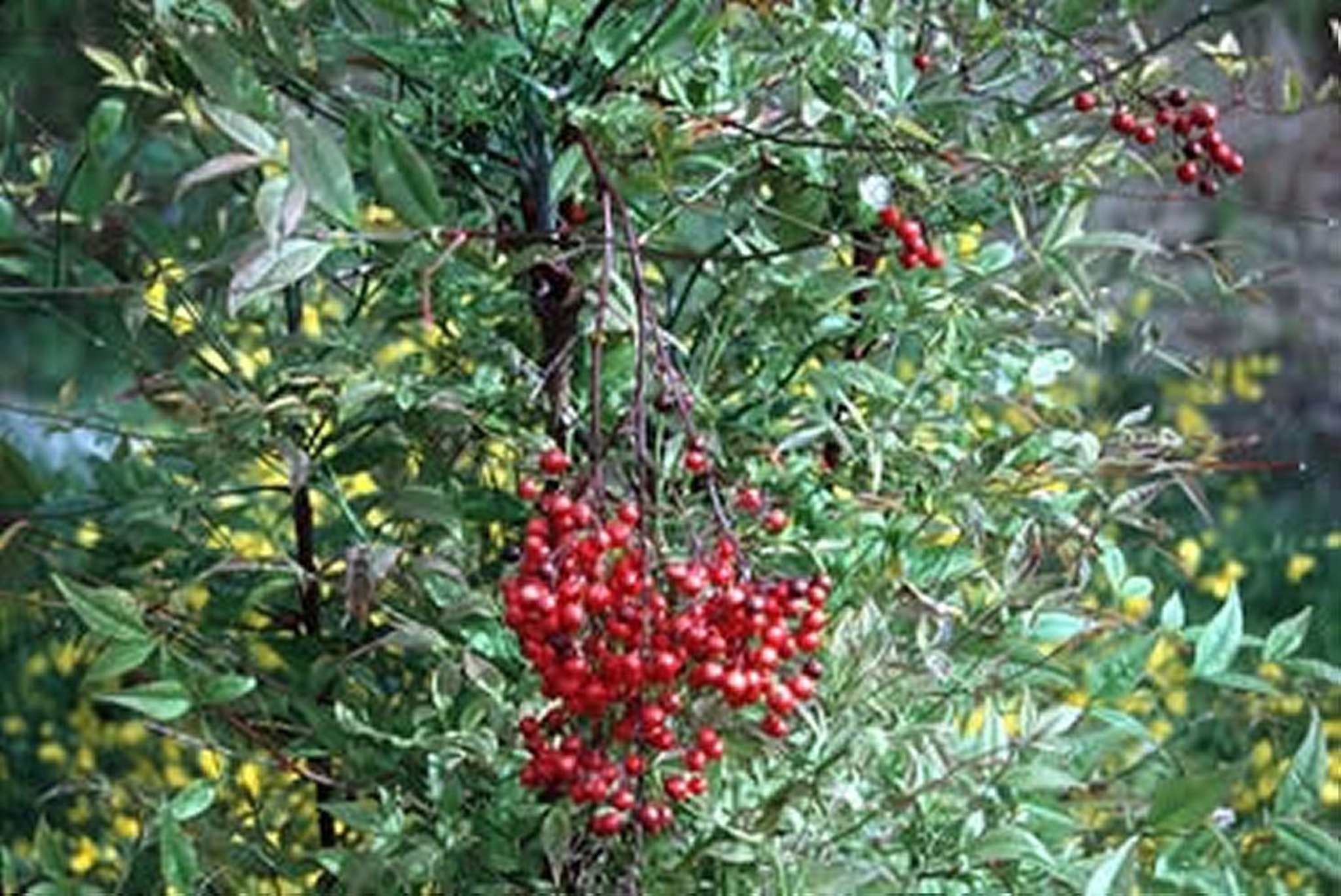 <i >Nandina domestica</i> (nandina, bambú sagrado, bambú divino)