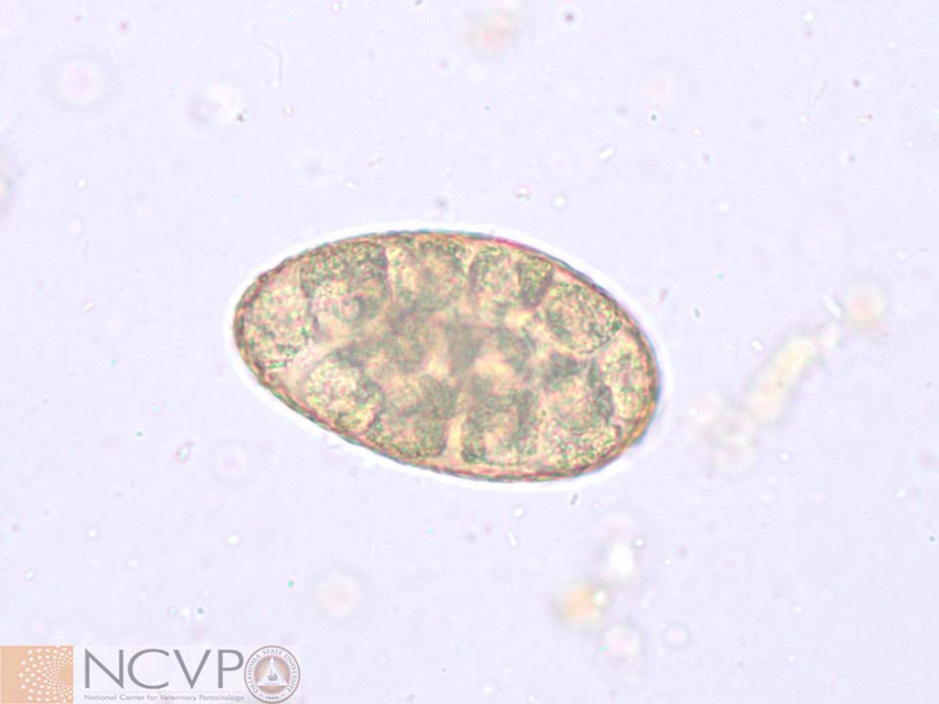 Huevo, <i >Nanophyetus salmincola</i>, perro