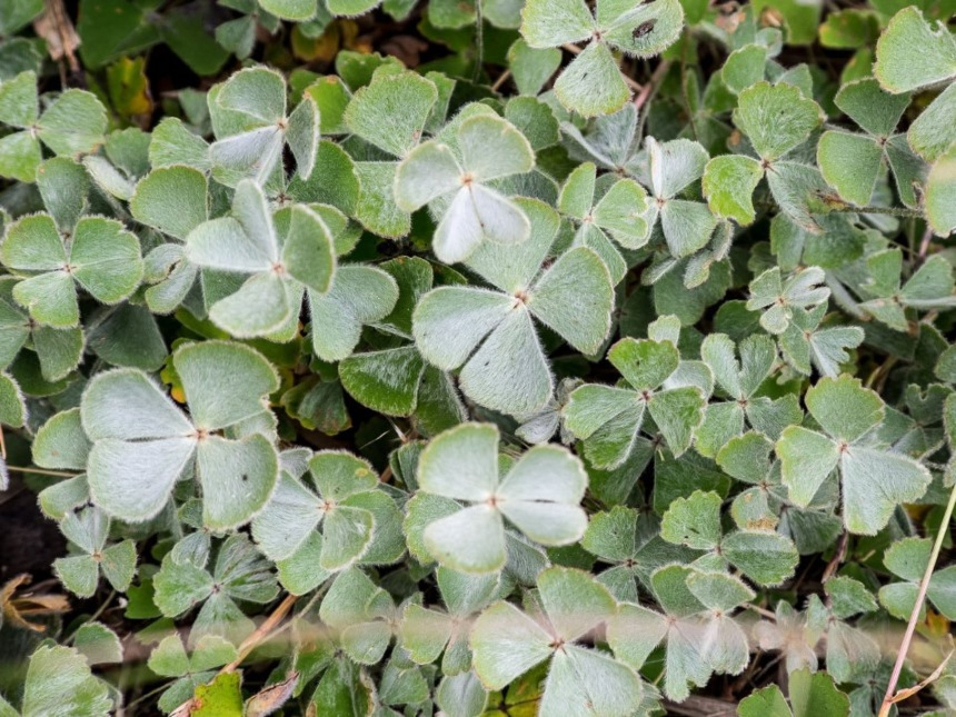 Nardoo fern (<i >Marsilea drummondii</i>)