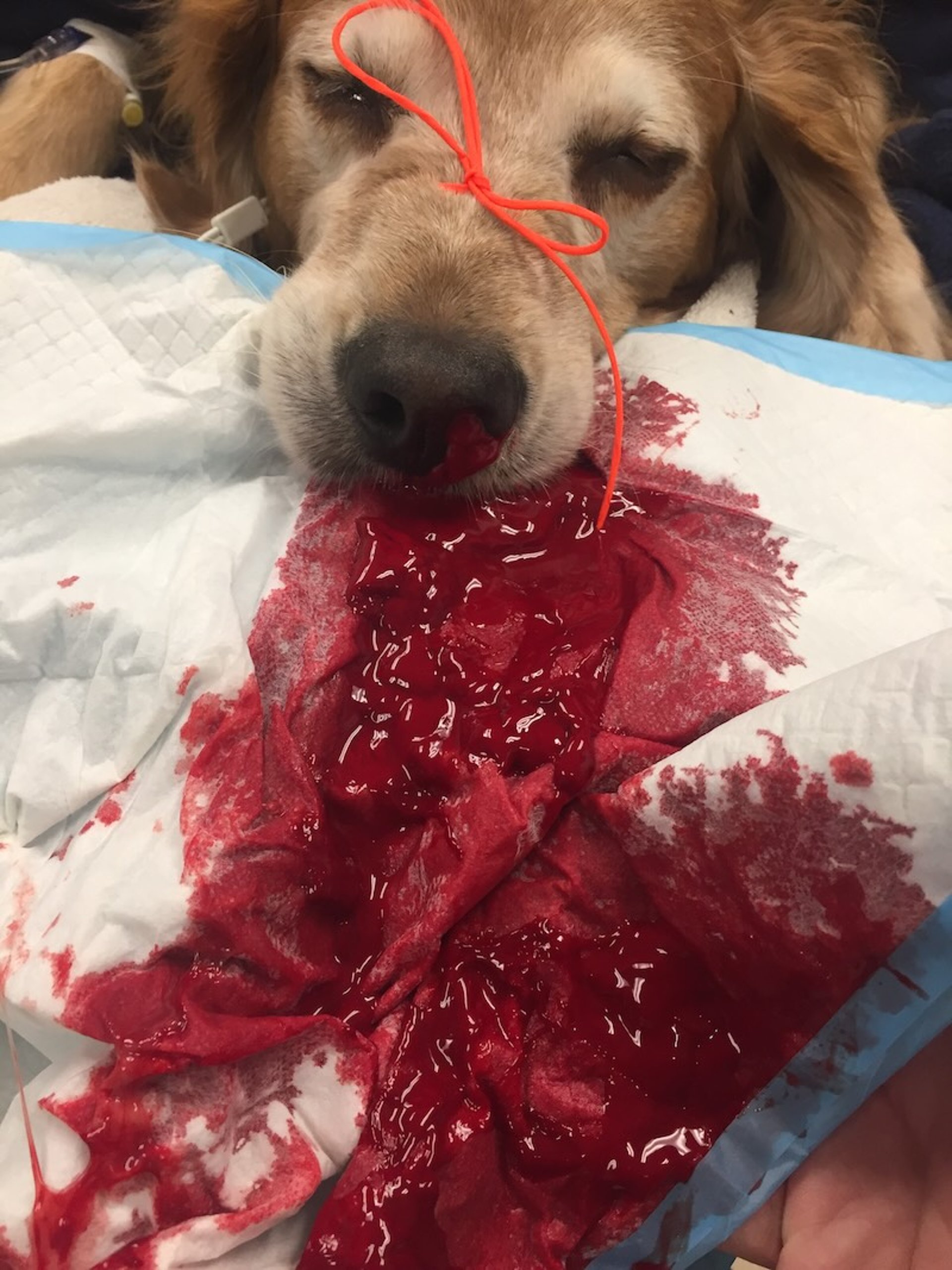 Nasal hemorrhage, dog