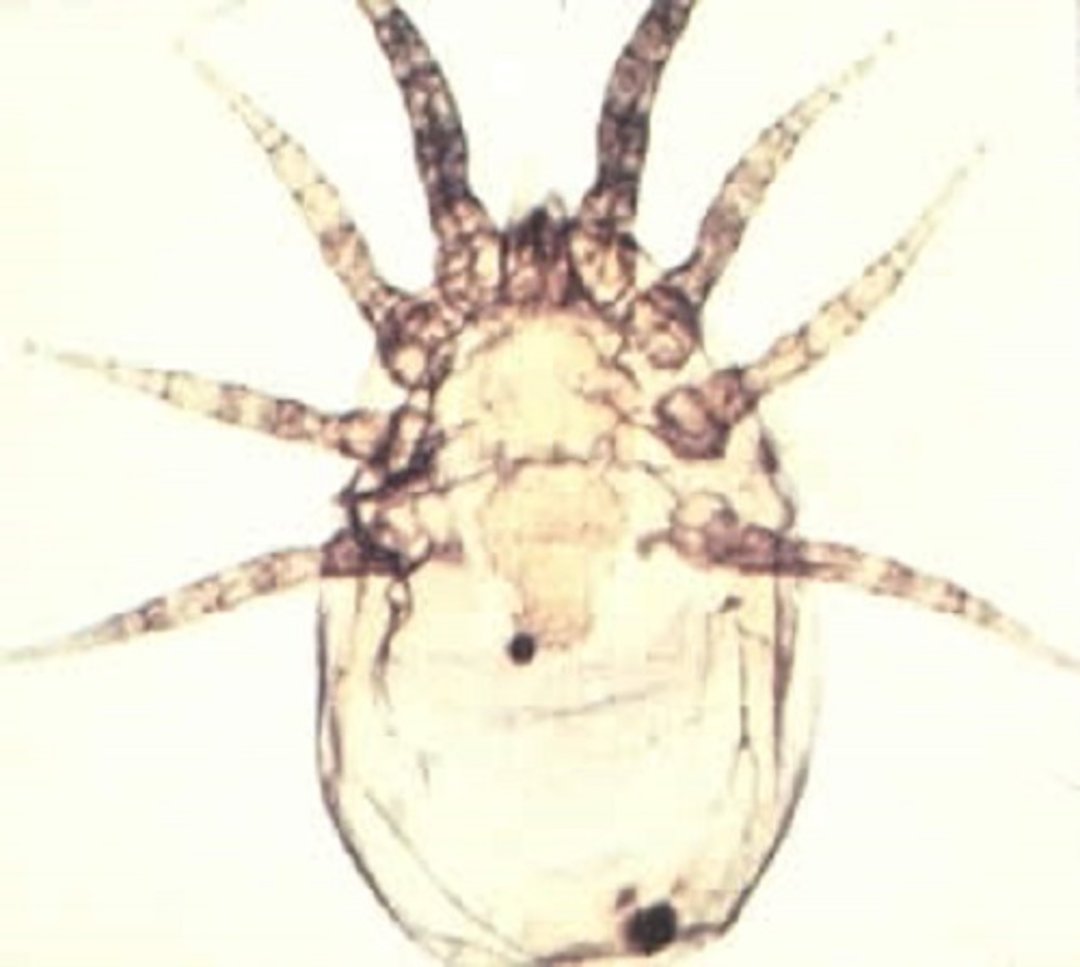 Pneumonyssus caninum (ácaro nasal)