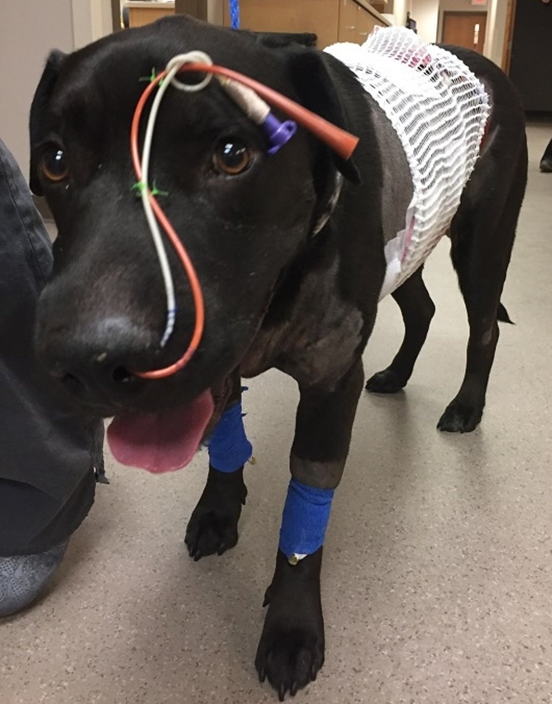 Nasogastric tube and nasal oxygen line, dog