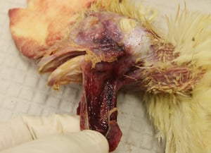 Necrotic hemorrhagic wattles, poultry