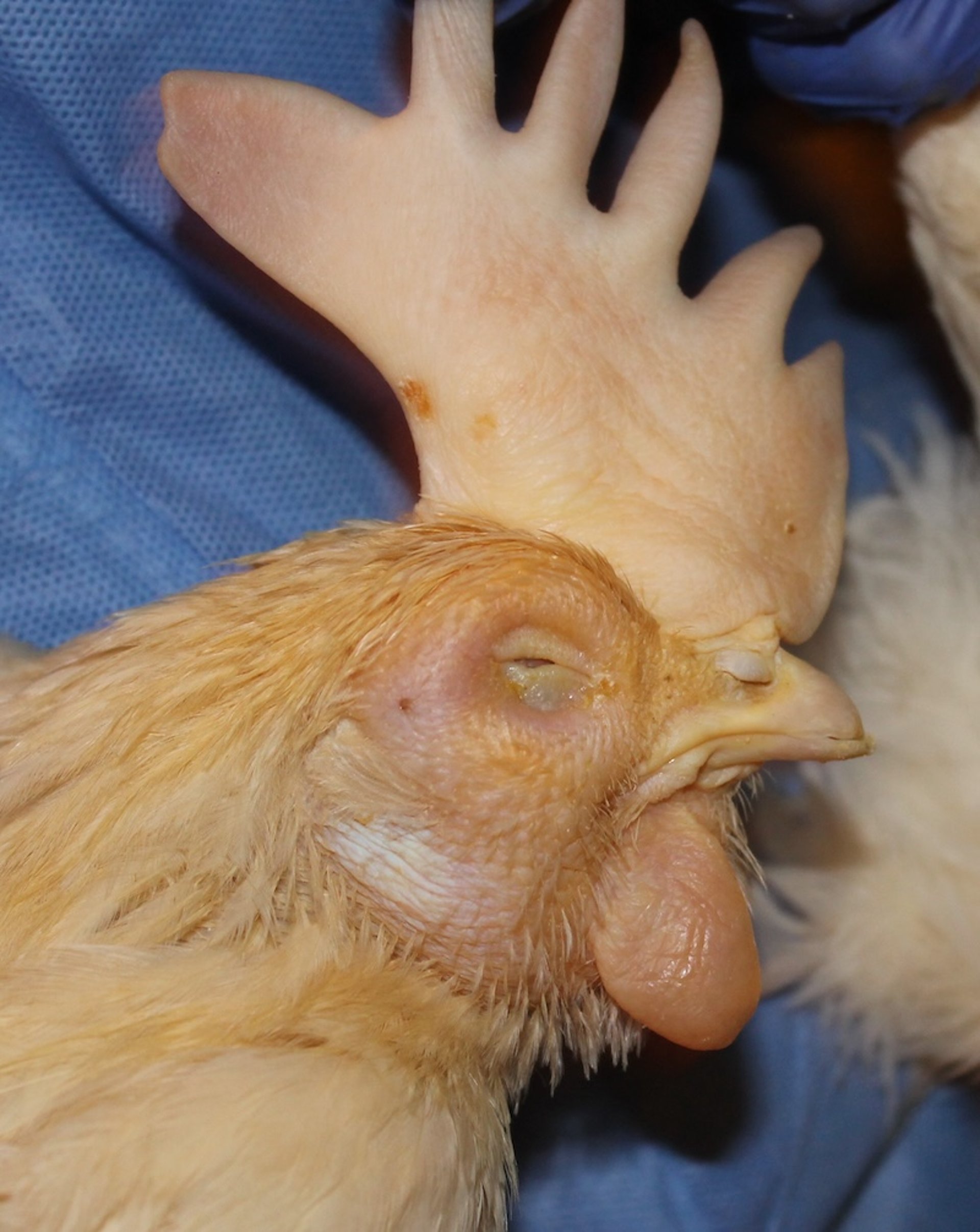 Barbillas necróticas, aves de producción