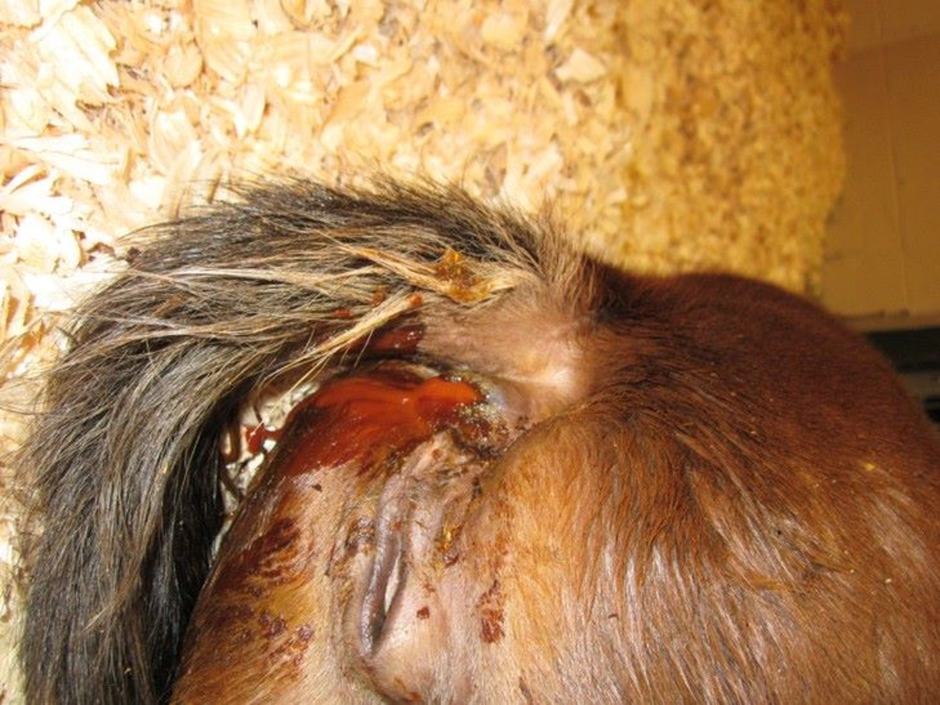 Necrotizing enterocolitis, foal