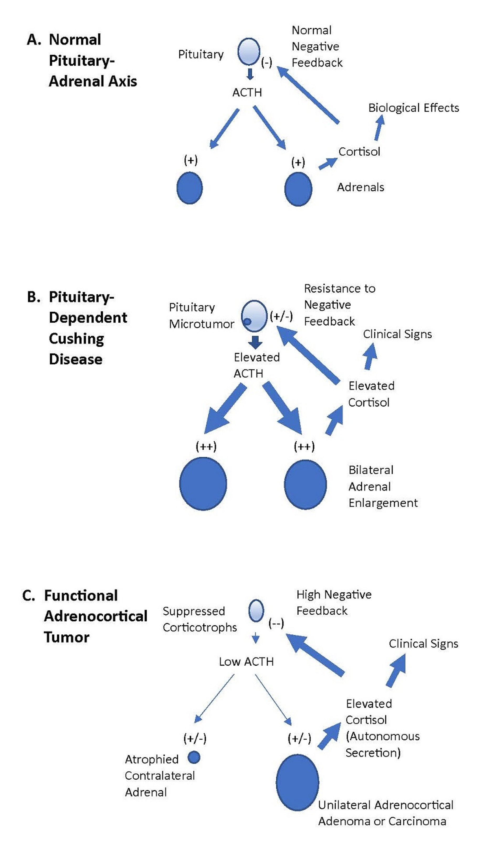 Negative feedback, pituitary-adrenal axis in dogs