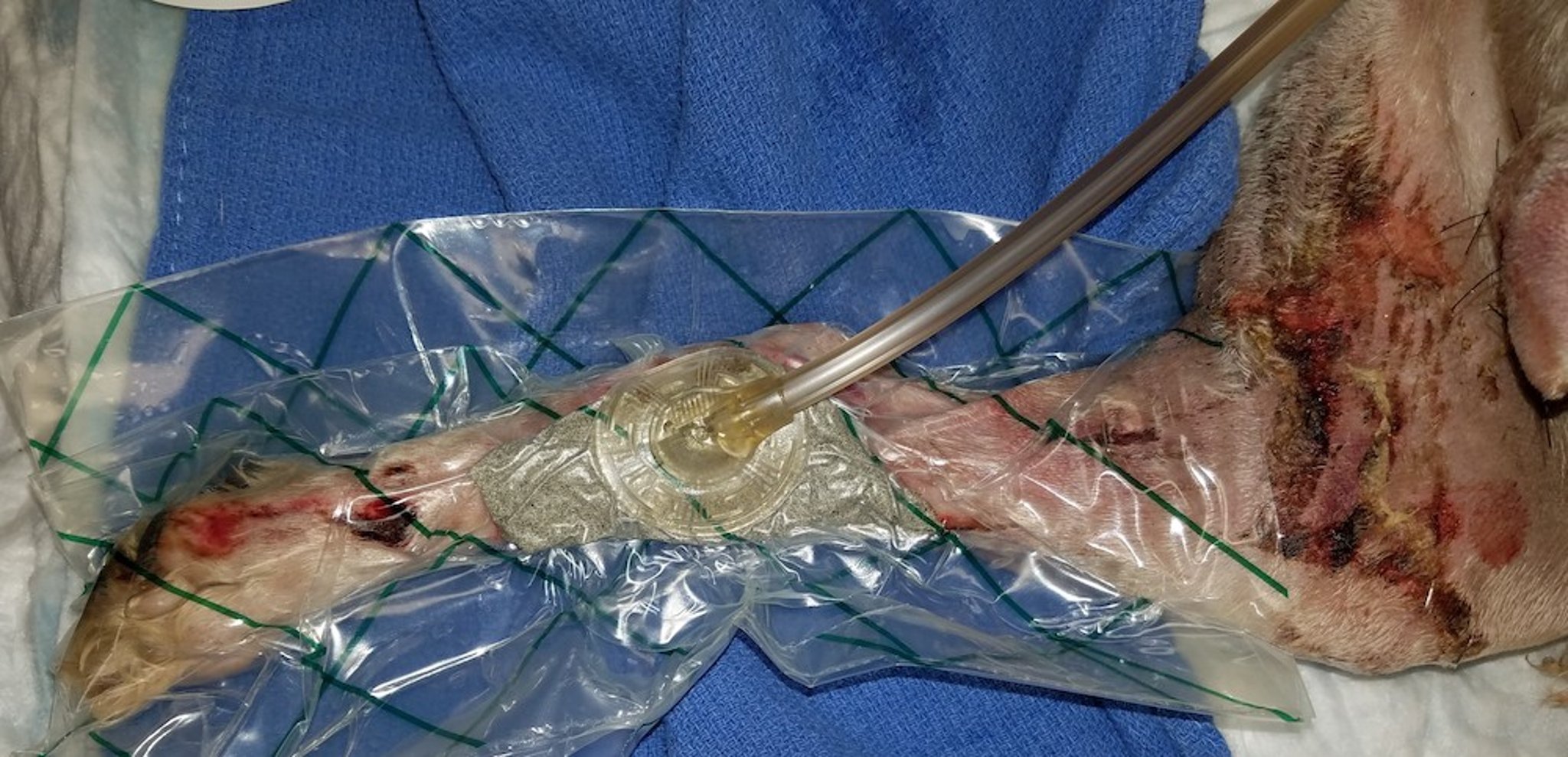 Terapia de feridas com pressão negativa, pós-tratamento, cão