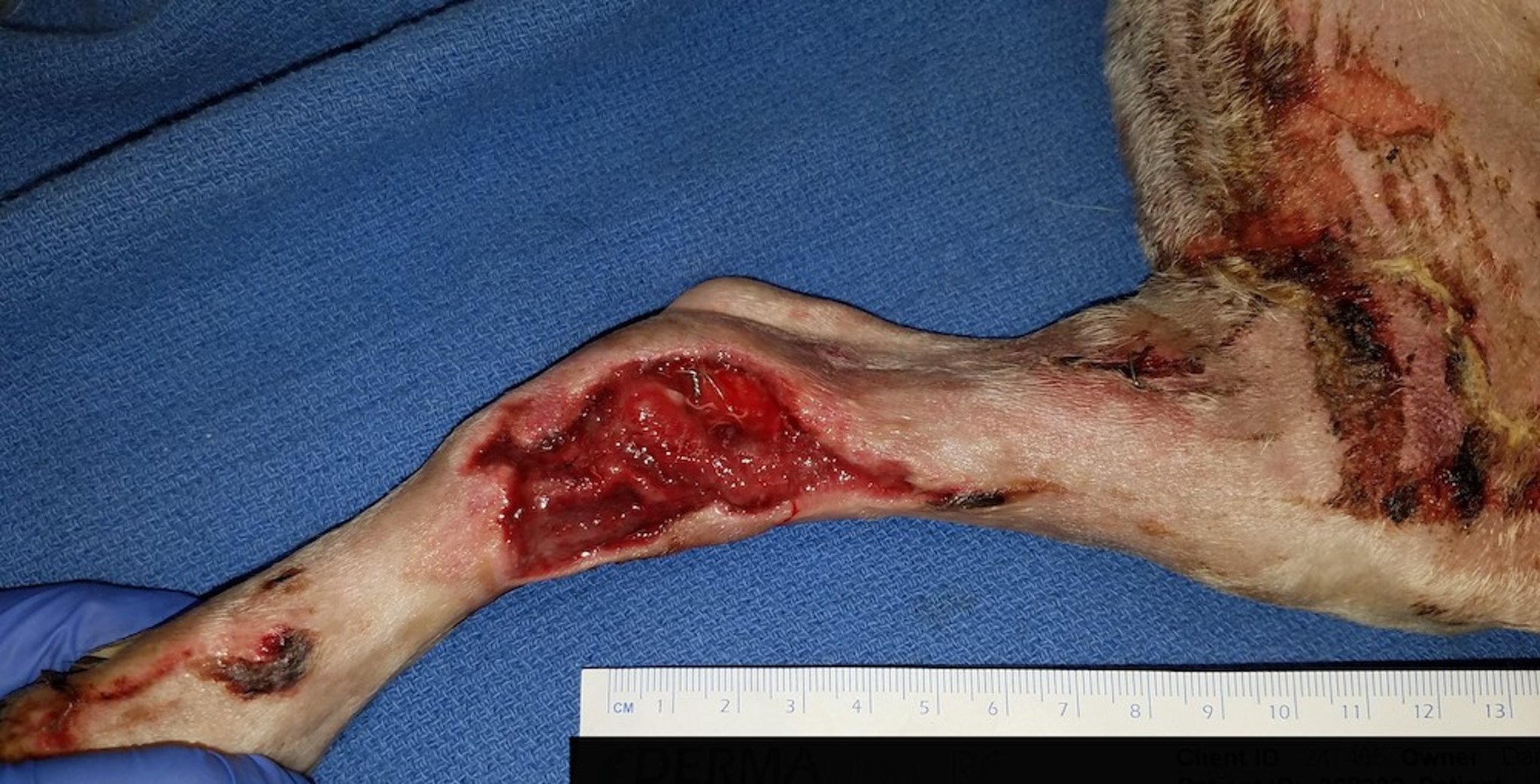Terapia de feridas por pressão negativa, pré-tratamento, cão