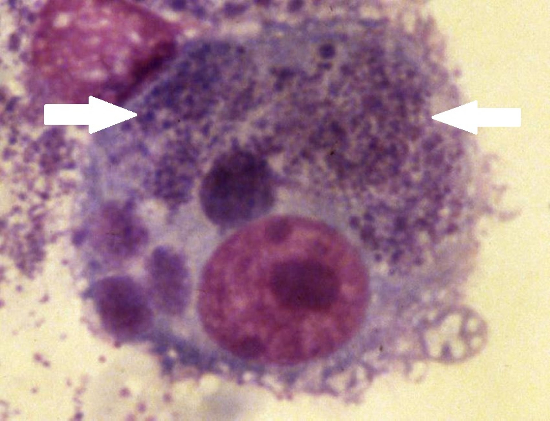 <i >Neorickettsia helminthoeca</i>, photomicrograph, dog