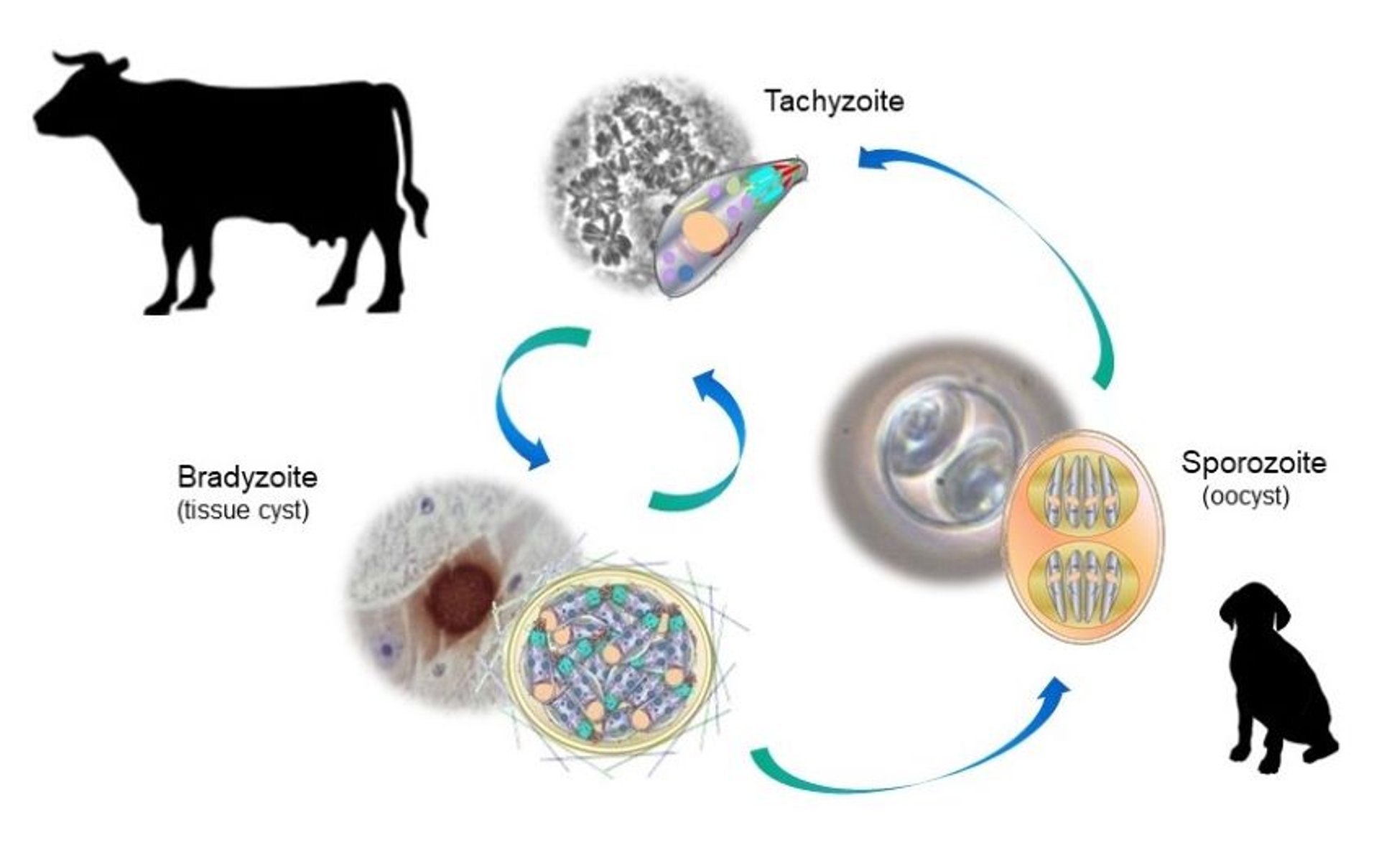 <i >Neospora caninum</i>, ciclo de vida
