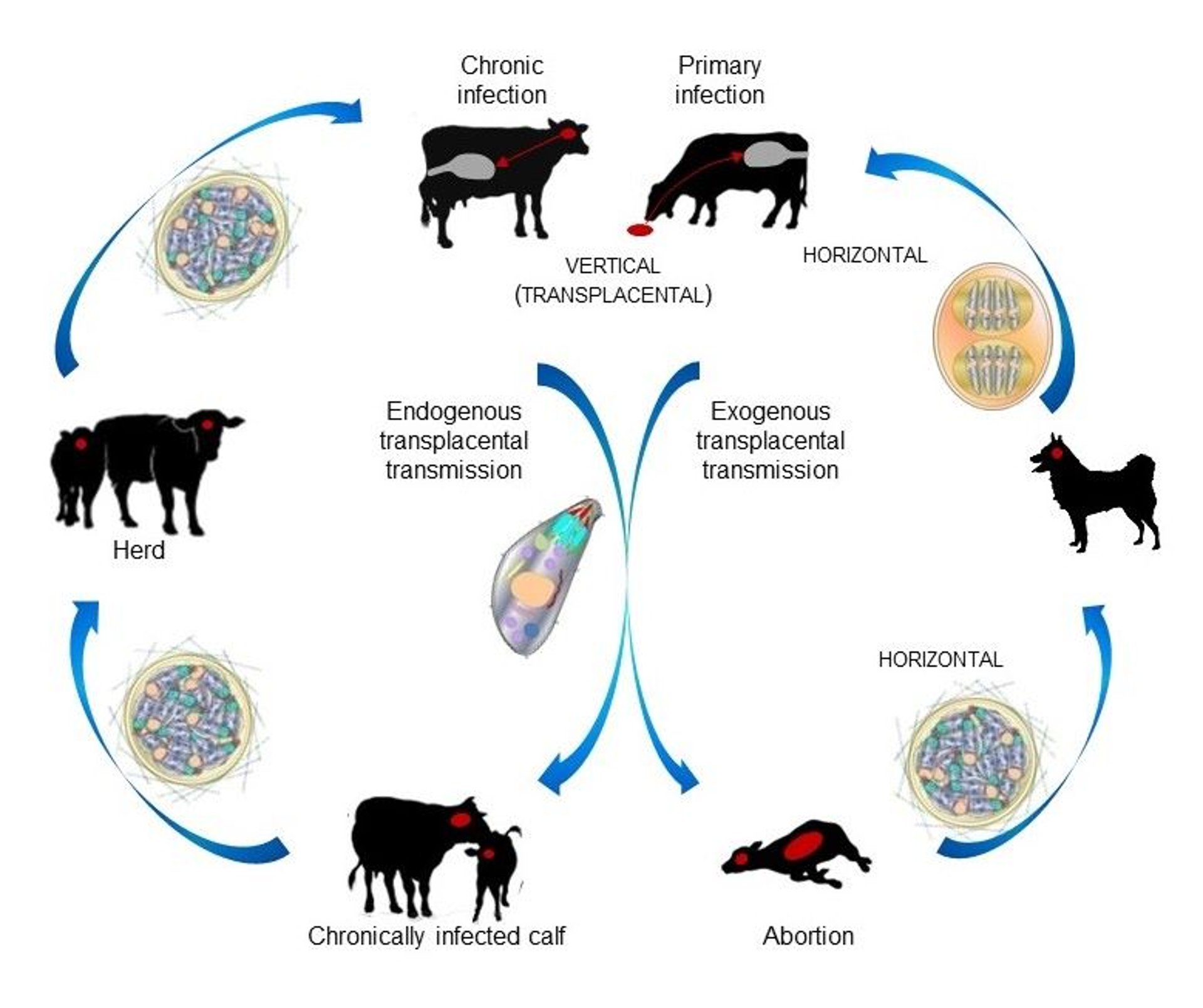 <i >Neospora caninum</i>, transmission routes