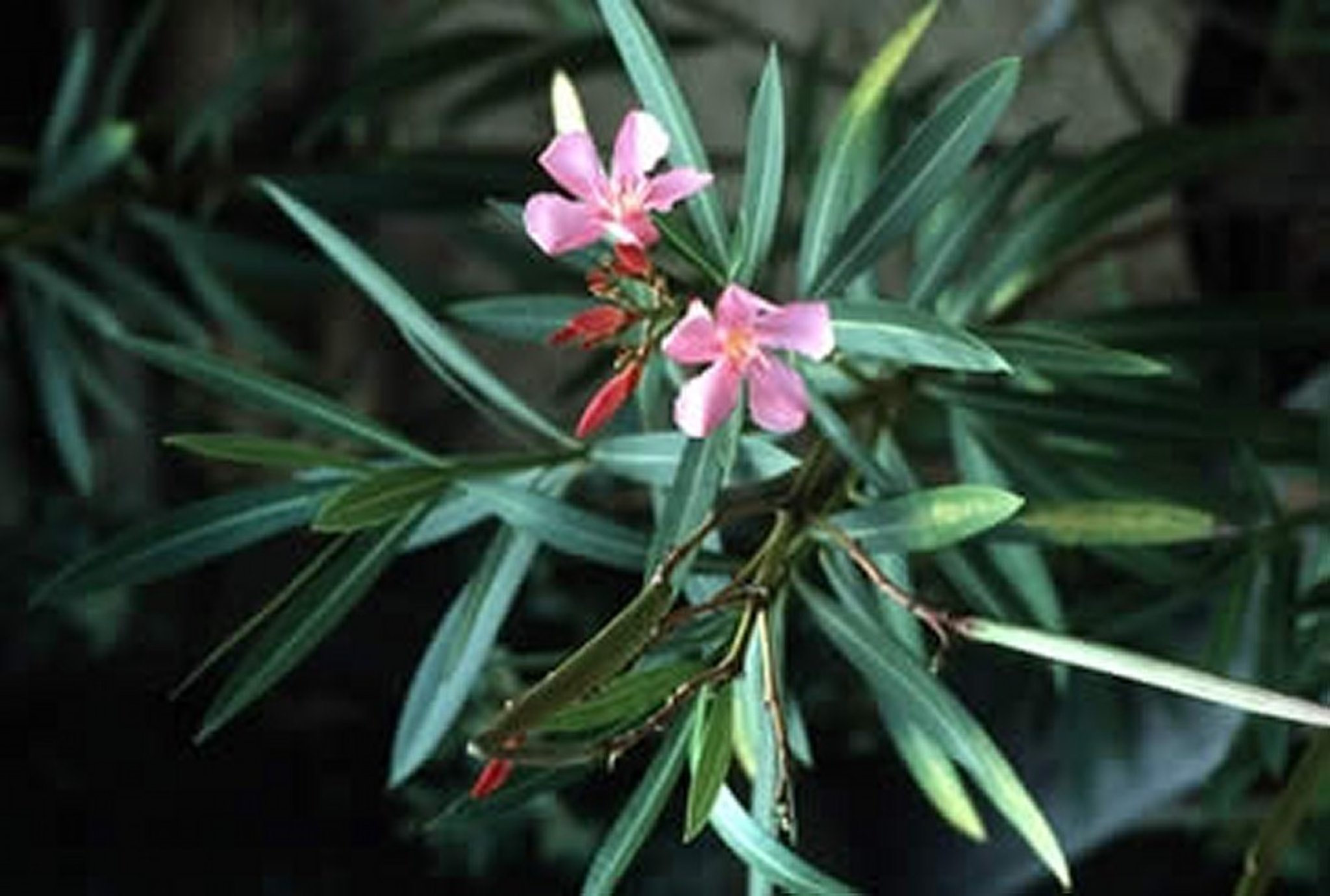 <i >Nerium oleander</i> (adelfa), primer plano