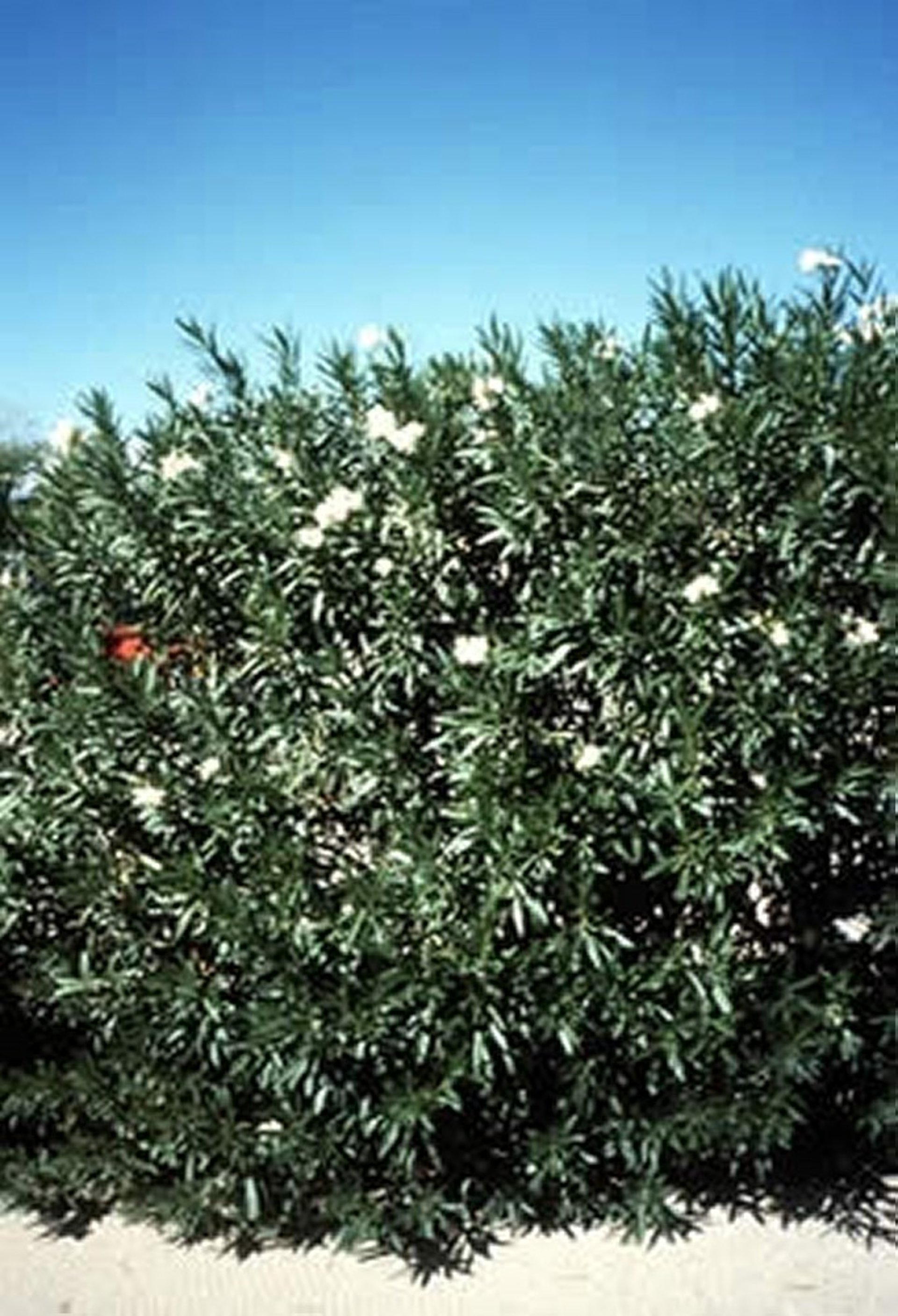 <i >Nerium oleander</i> (adelfa)