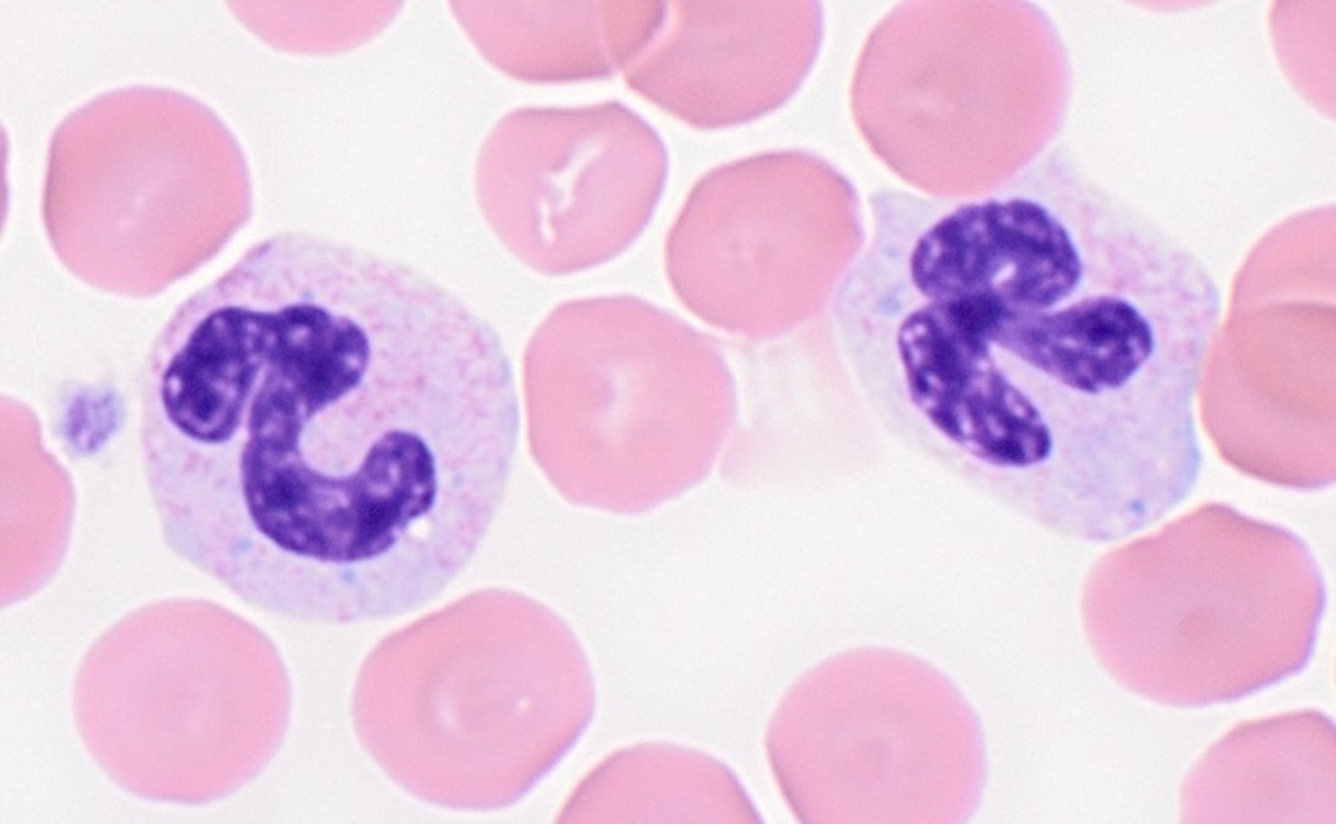 Neutrophils, blood smear, dog