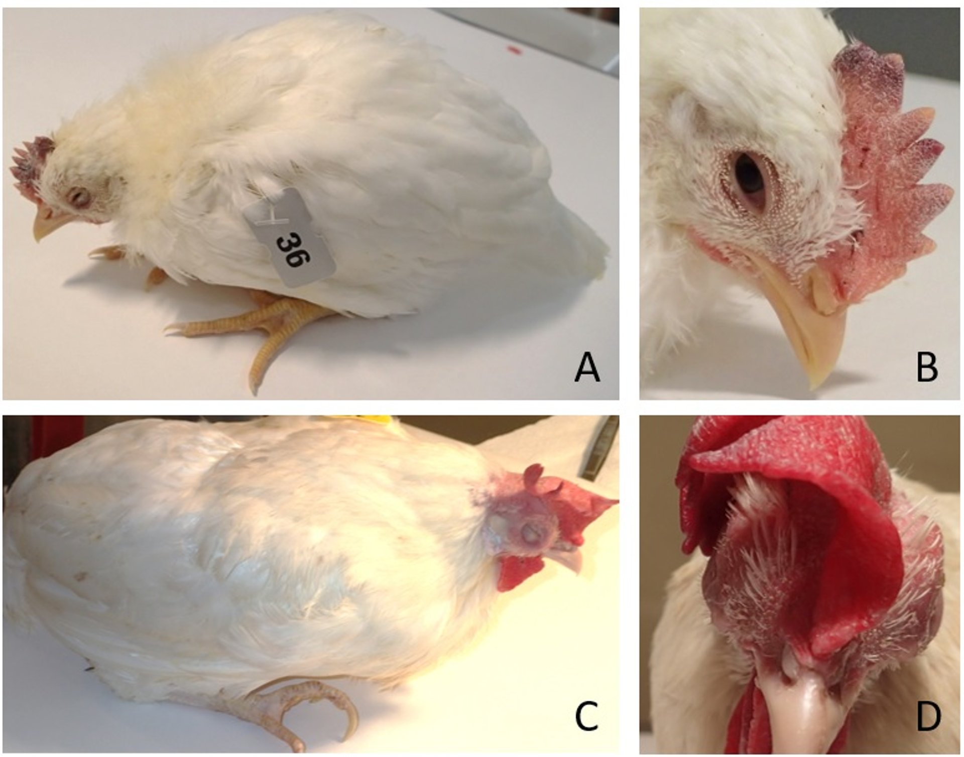 Newcastle disease, chickens