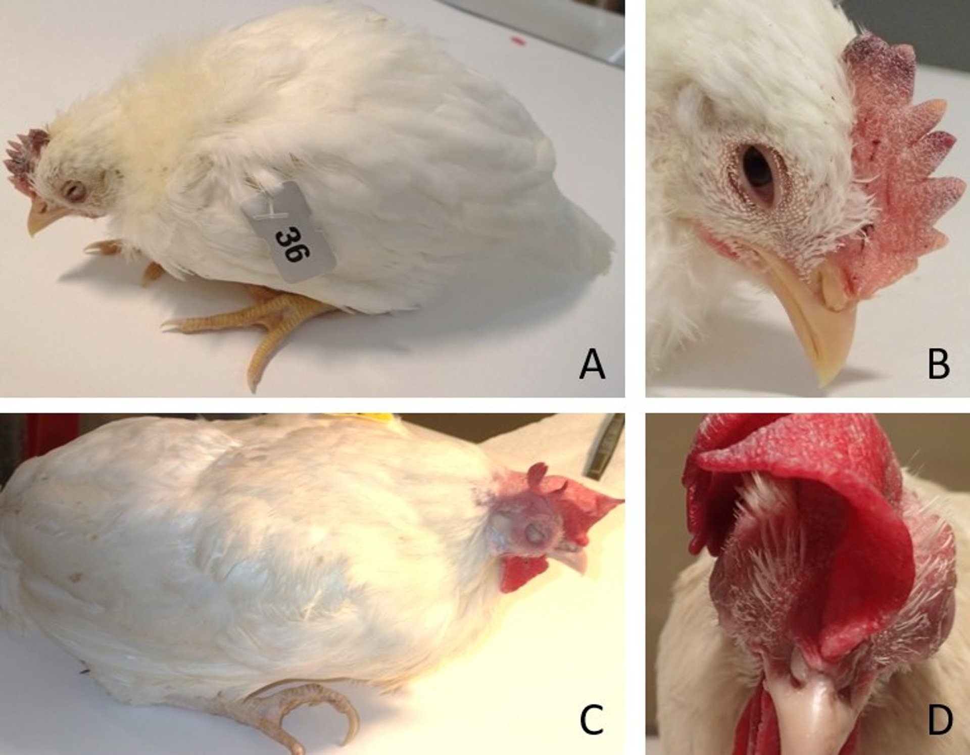 Newcastle disease, typical signs, chickens