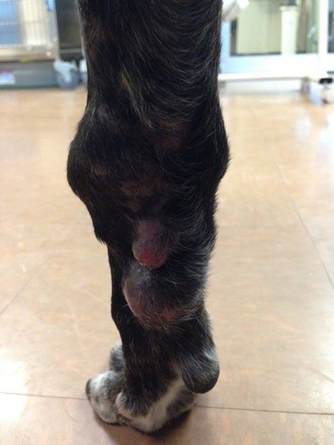Nodular dermatofibrosis, dog