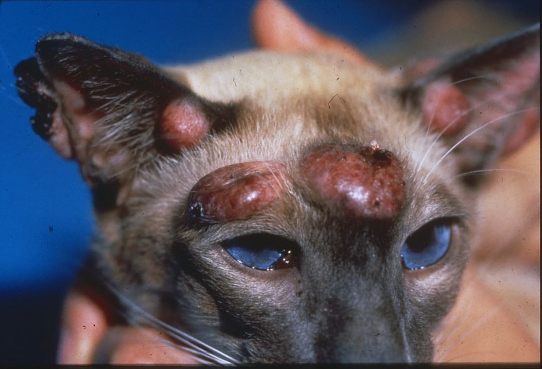 Image:Nodules, Siamese cat-MSD Veterinary Manual - Chronic Fel In Siamese Breed