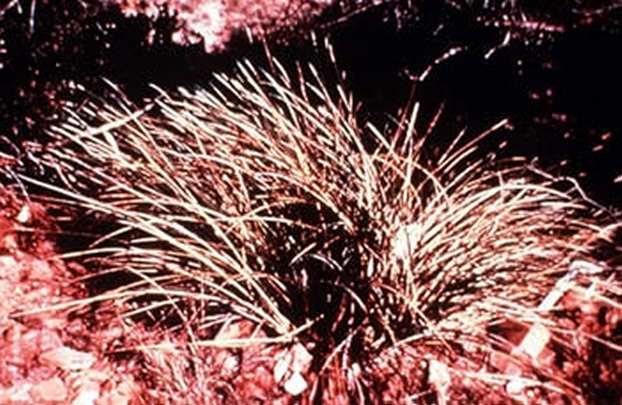 <i >Nolina texana</i> (Sacahuista, Beargrass)