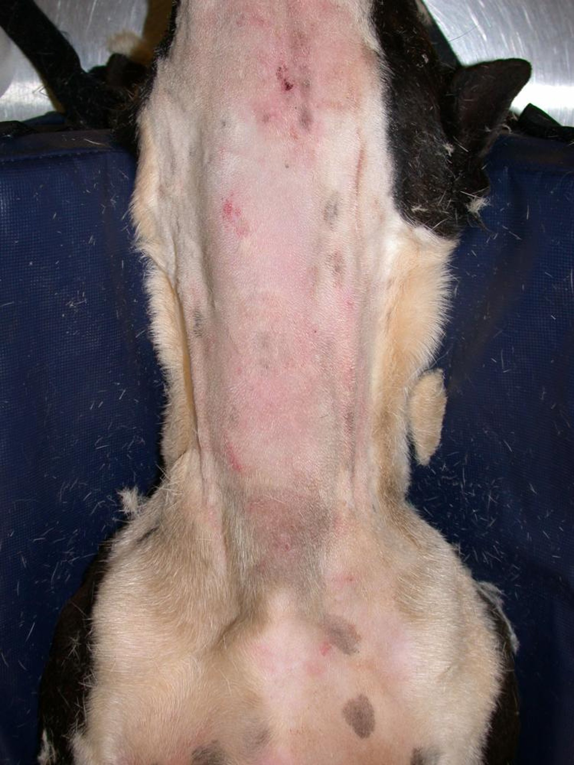 Herida por mordedura no penetrante, perro