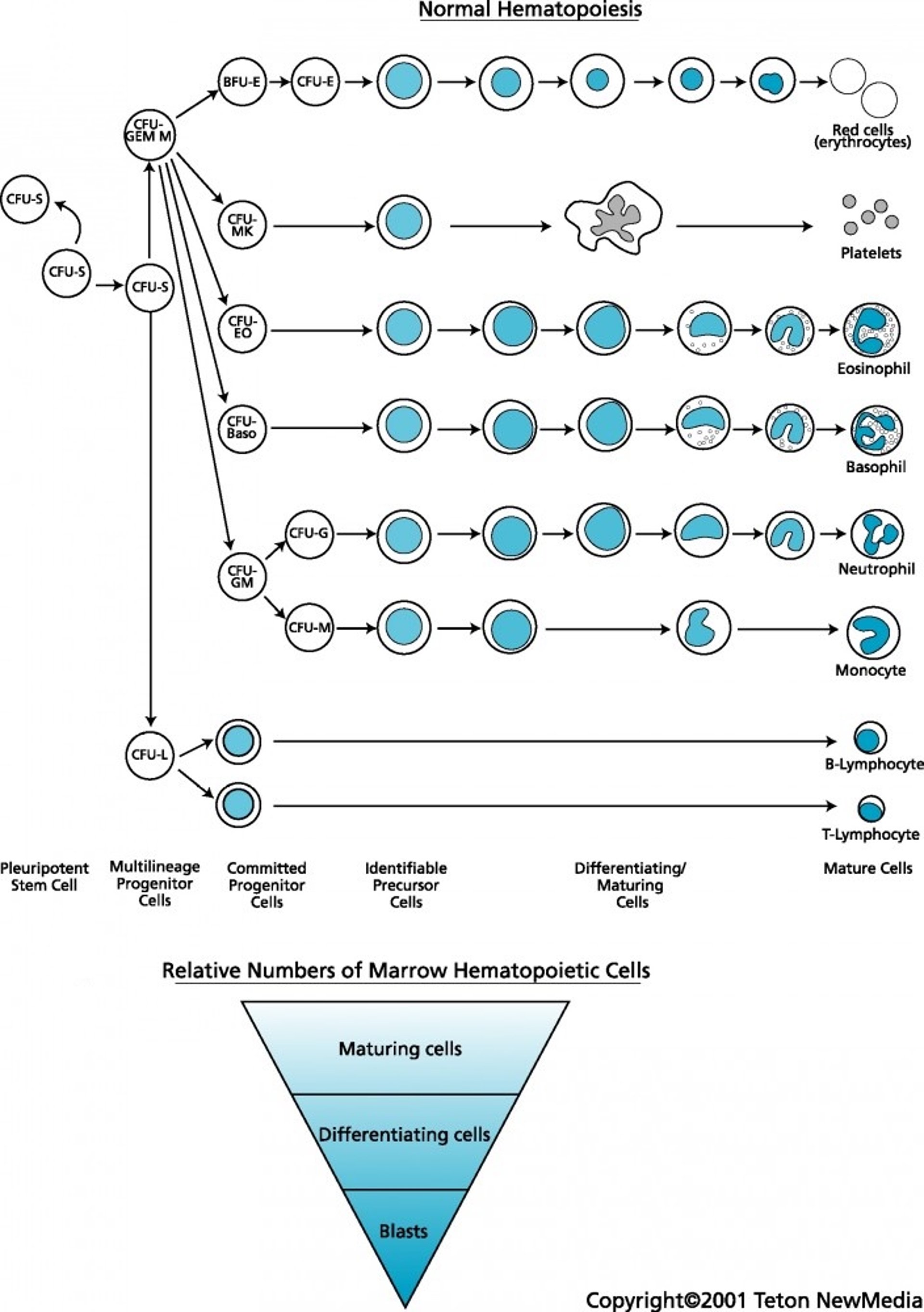 Normal hematopoiesis