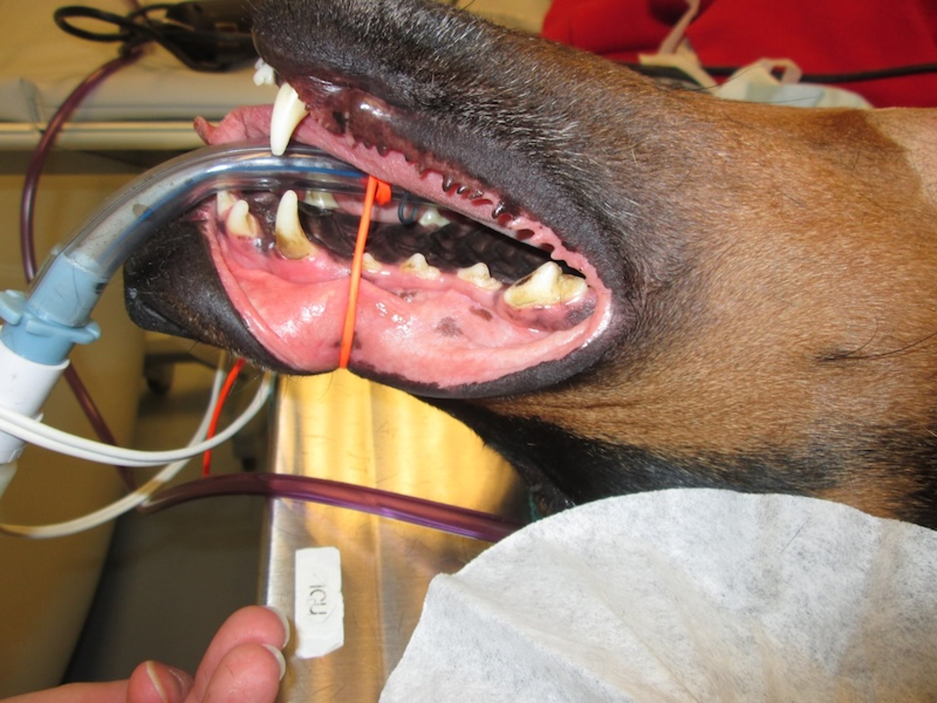 Normal (pink) mucous membranes, dog