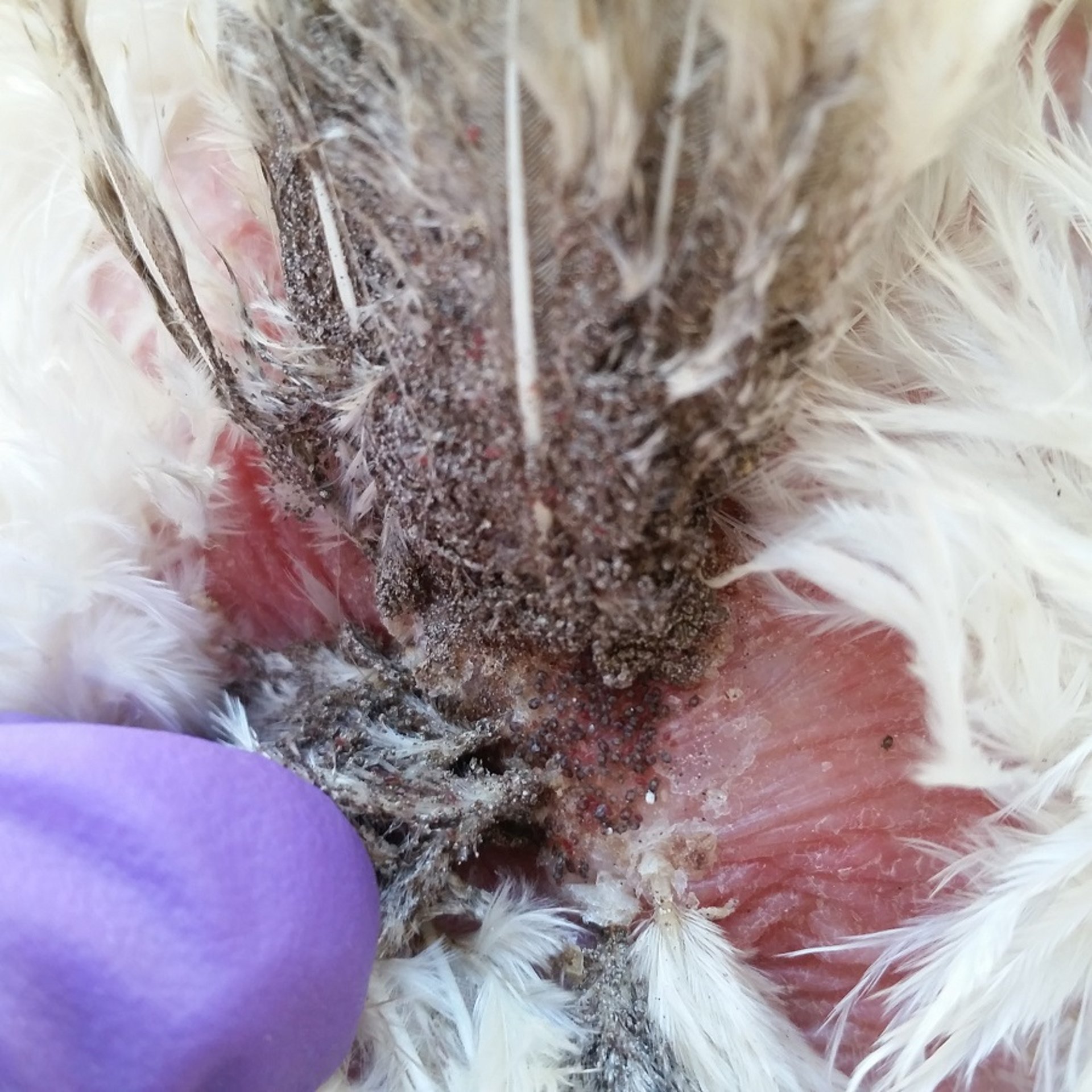 Northern fowl mites, vent region, chicken