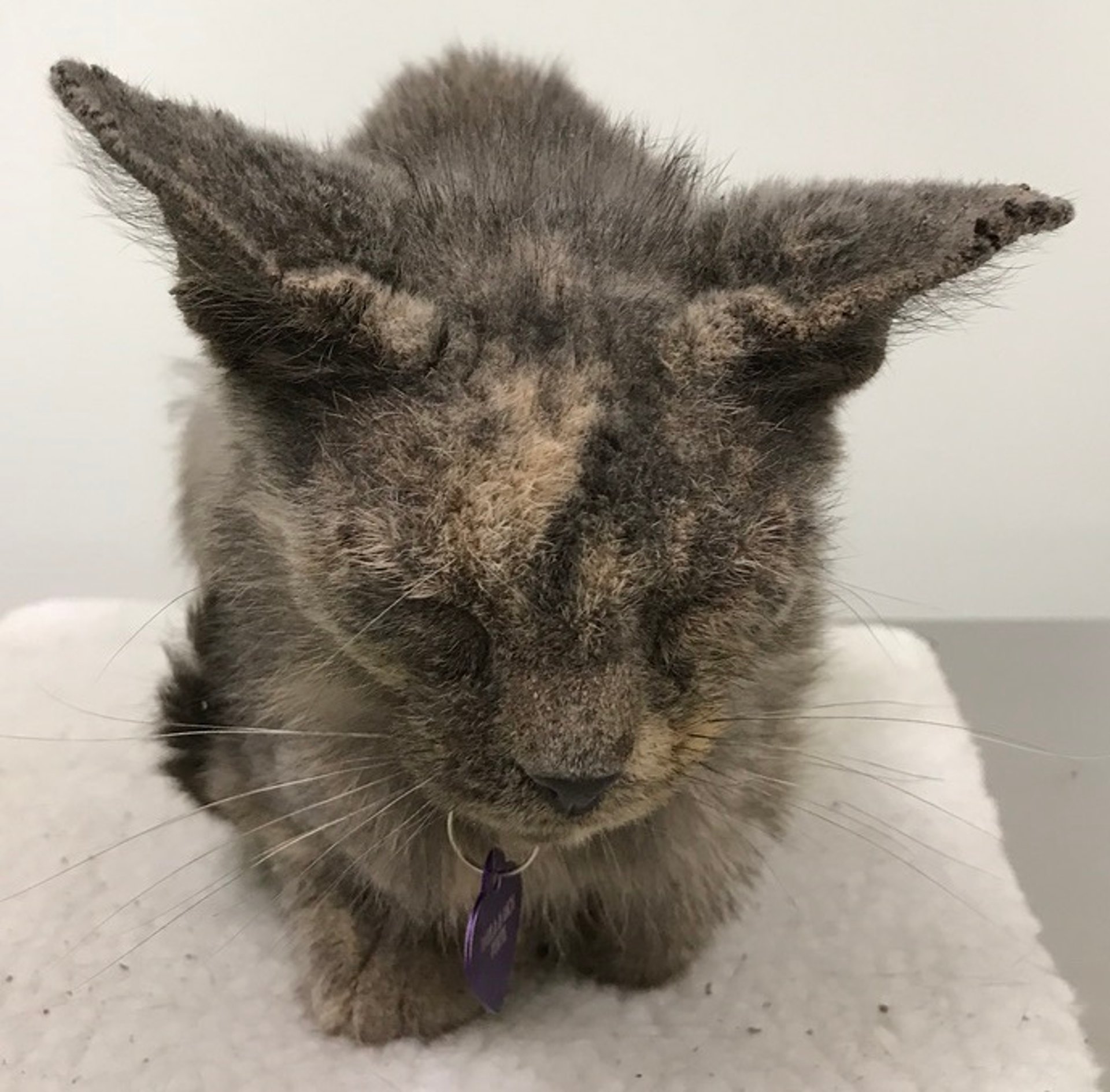 Infestación de Notoedres, gato doméstico de pelo corto