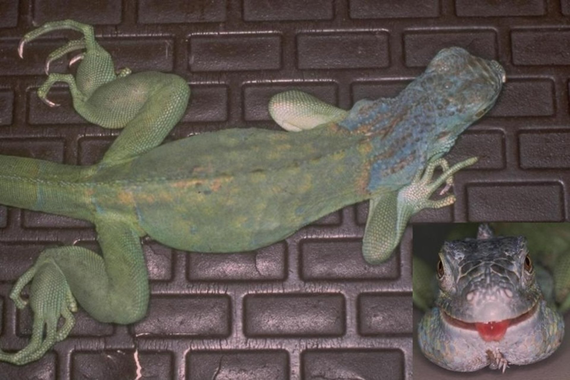 Nutritional secondary hyperparathyroidism, green iguana