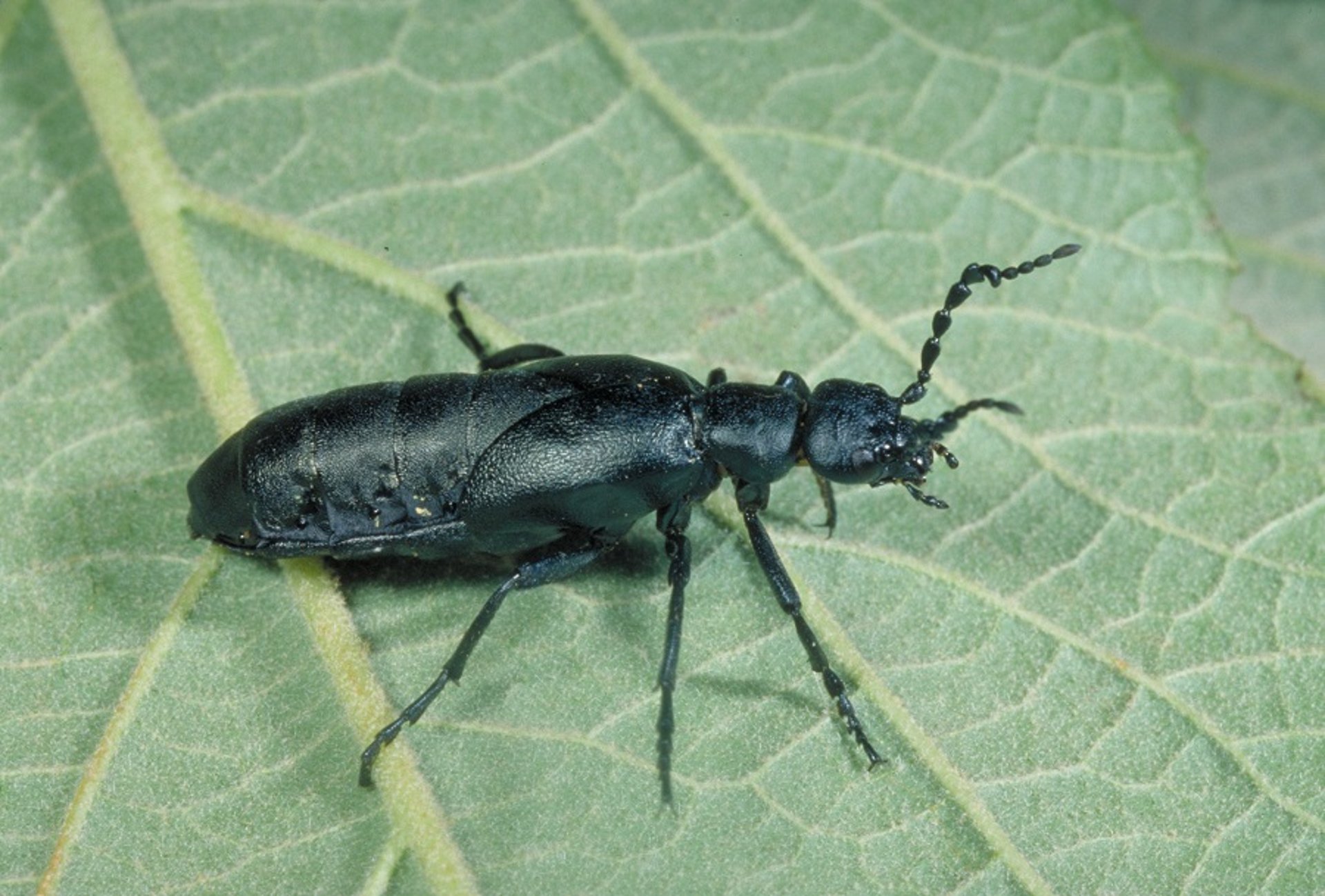 <i >Meloe proscarabaeus</i> (oil beetle)