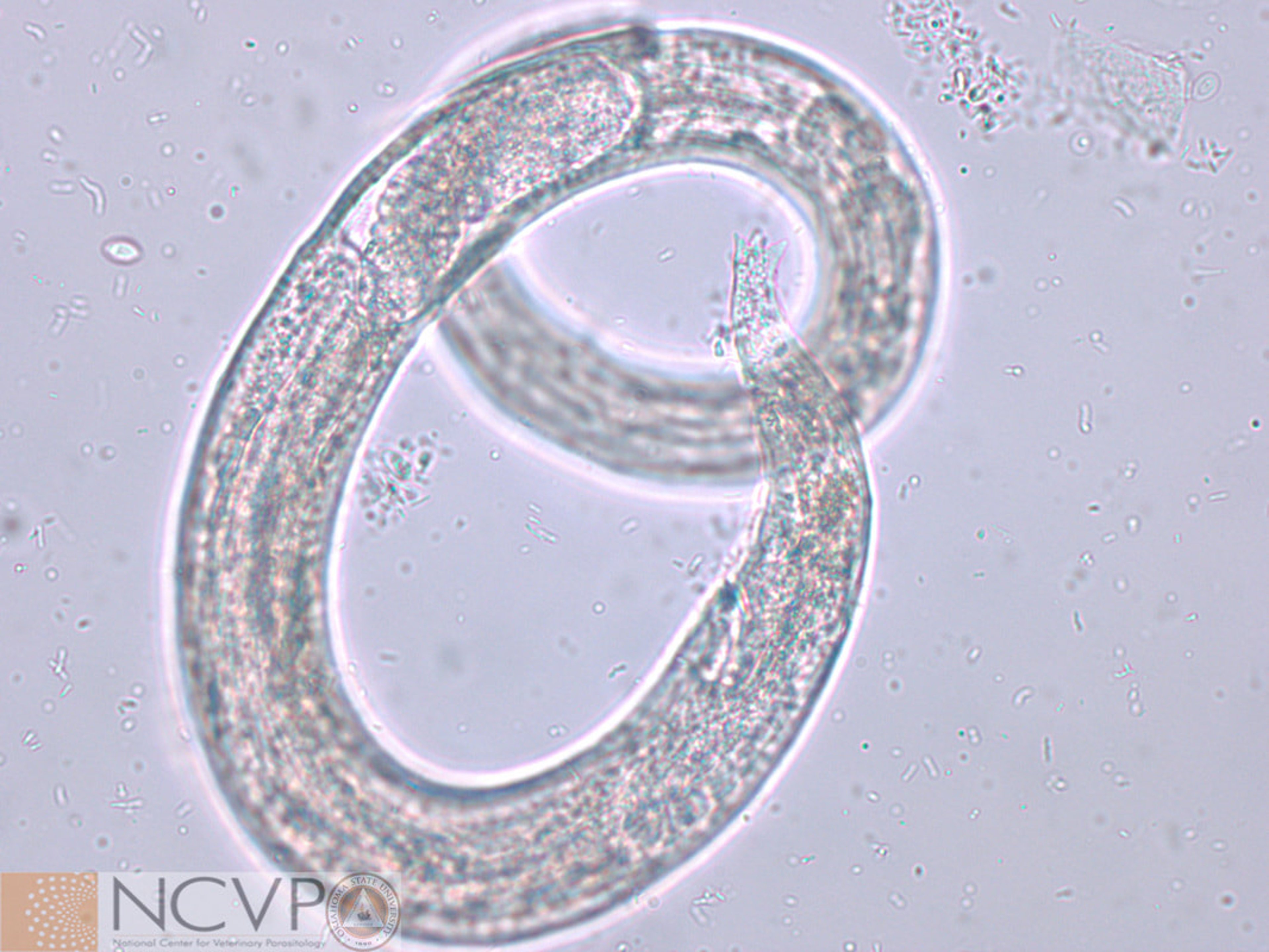 Larva,<i > Ollulanus tricuspis</i>, cat