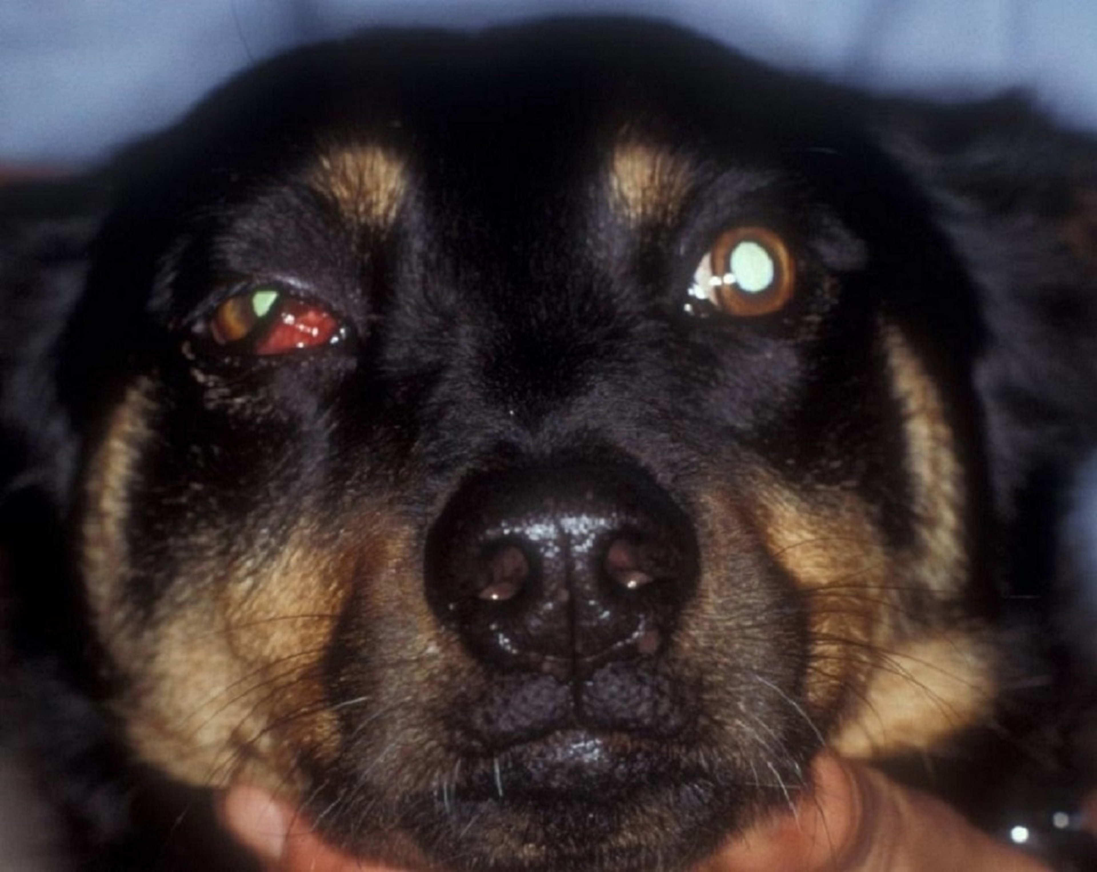 Orbital cellulitis, acute onset, dog