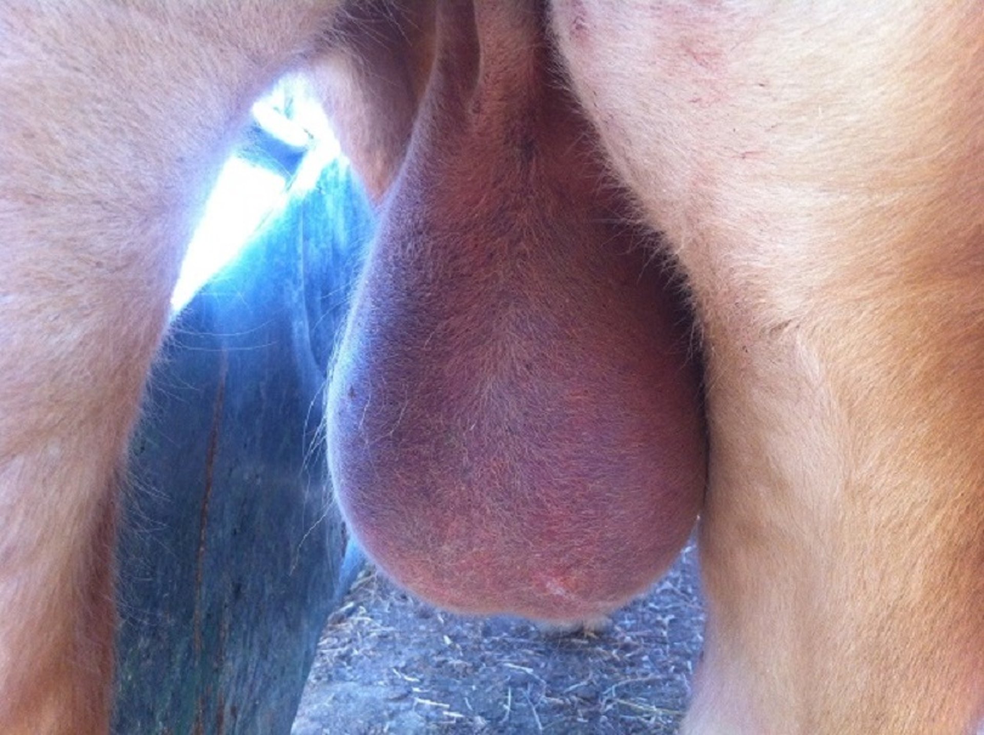 Orchitis, bull